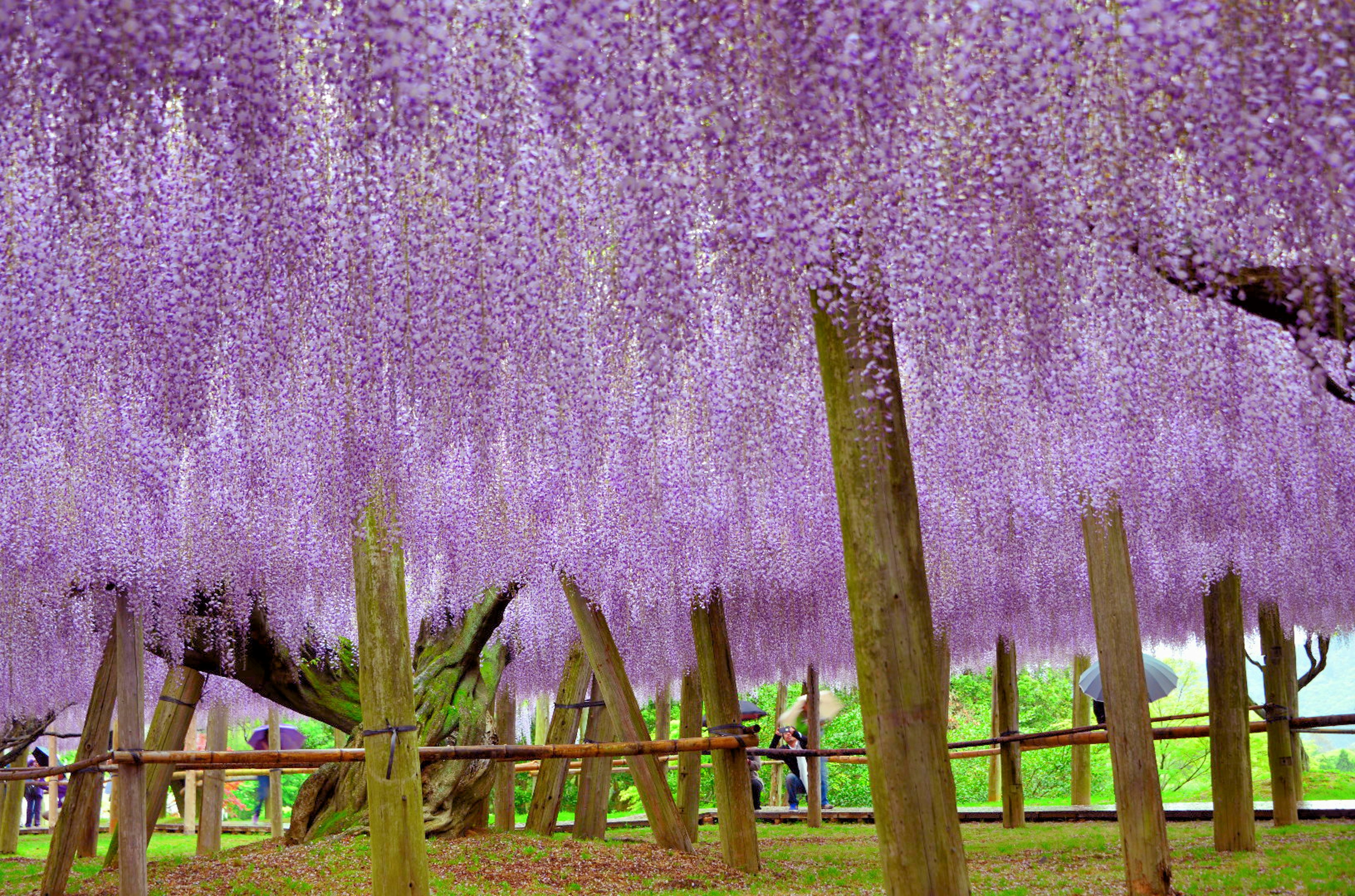 紫色の藤の花が咲く美しい風景で、木々が支えるように垂れ下がっている