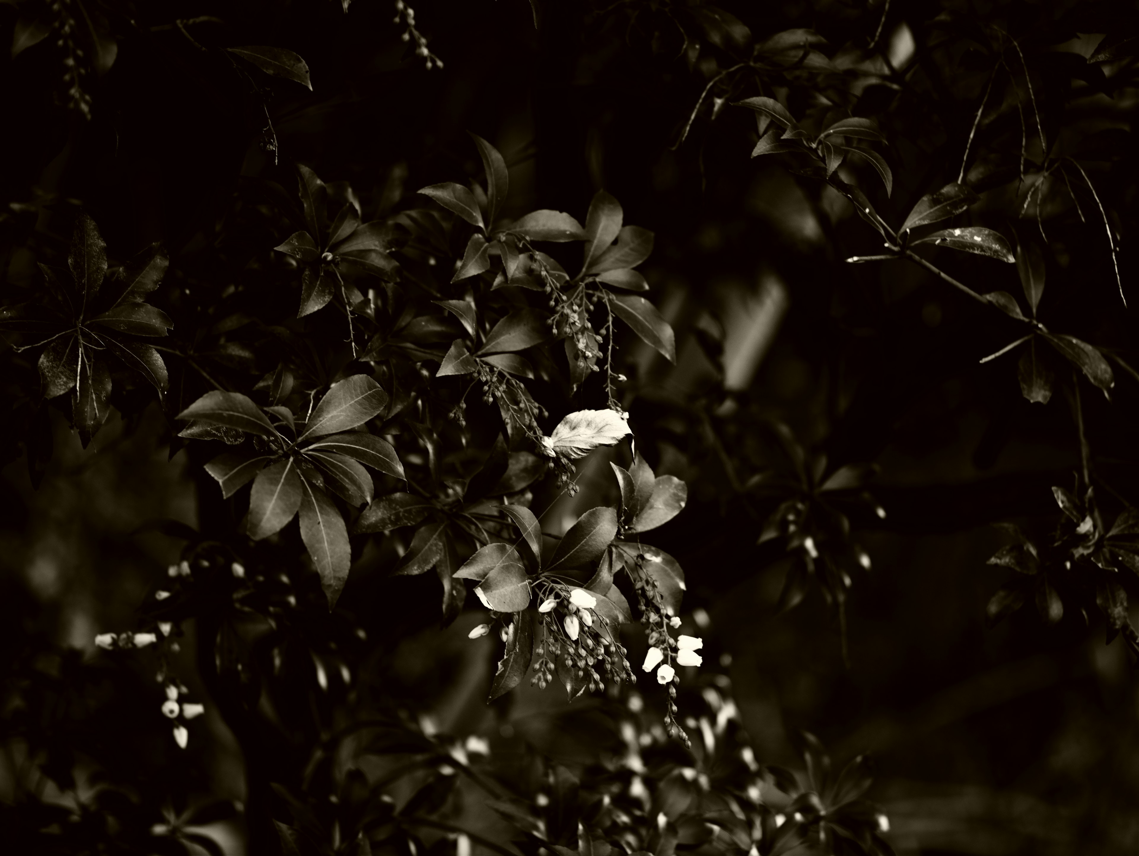 暗い背景に咲く花々のモノクロ写真