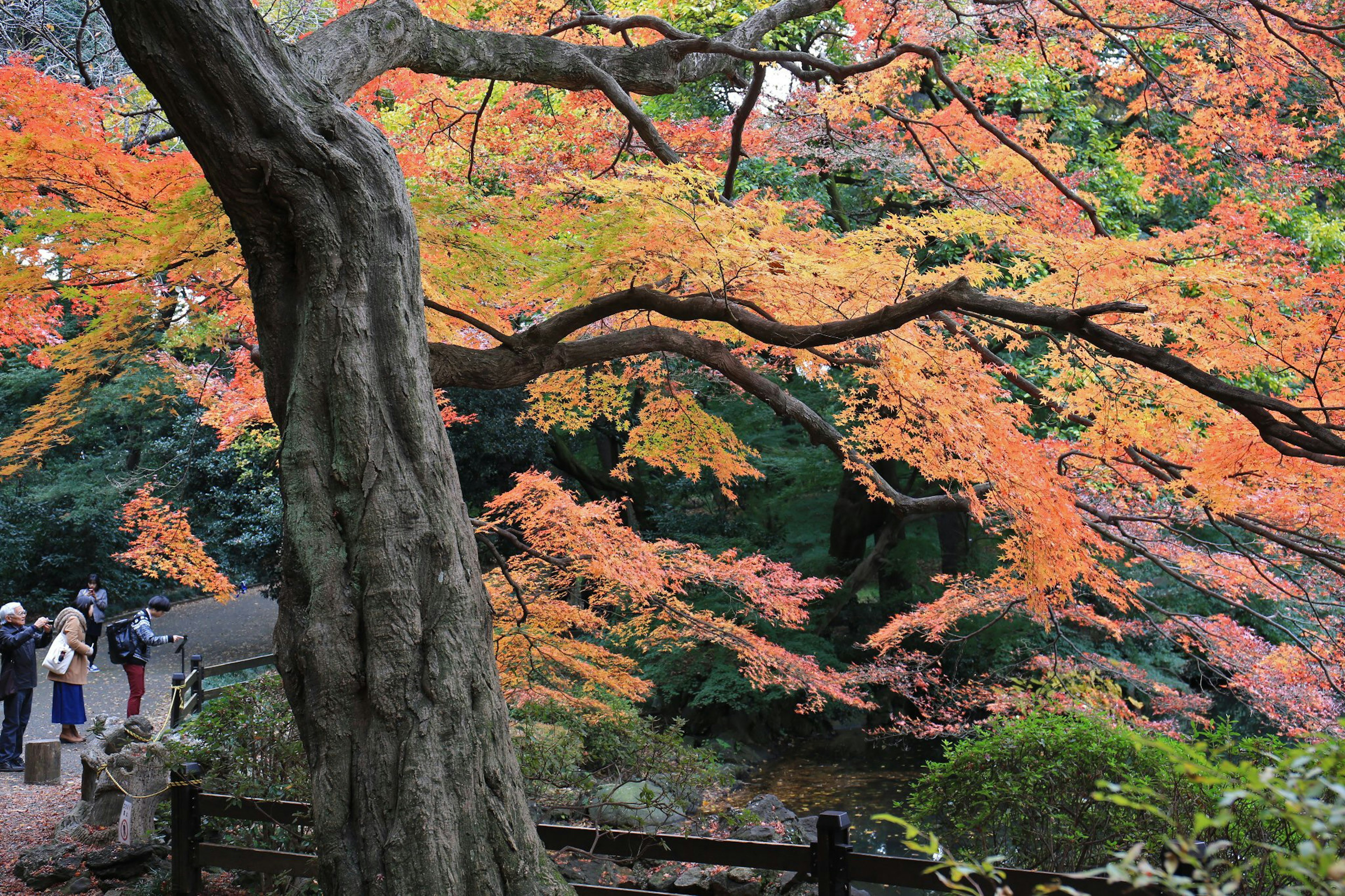 秋の紅葉が広がる美しい公園の風景 人々が散策している