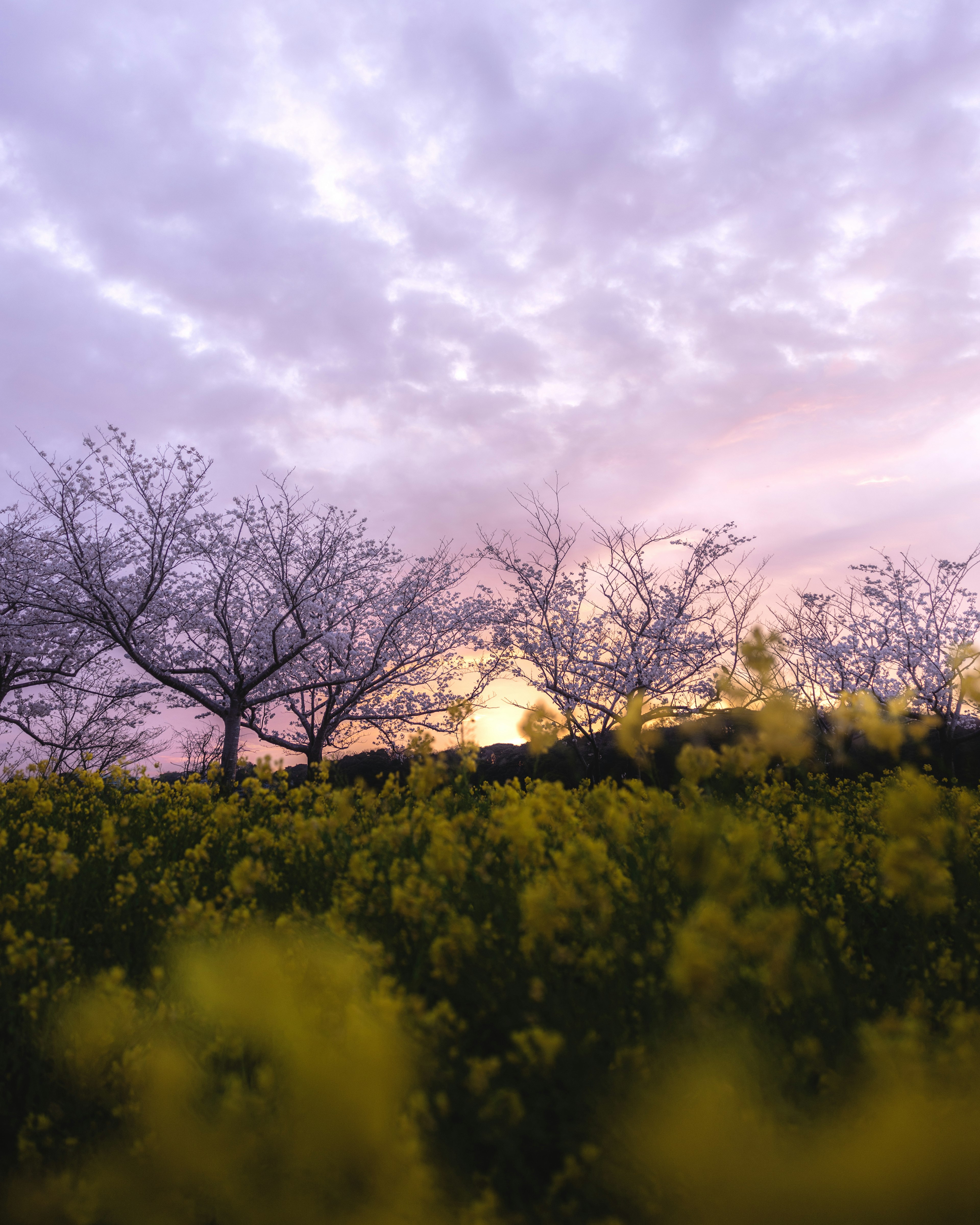 Landschaft mit gelben Blumen und kahlen Bäumen unter einem bunten Sonnenuntergang