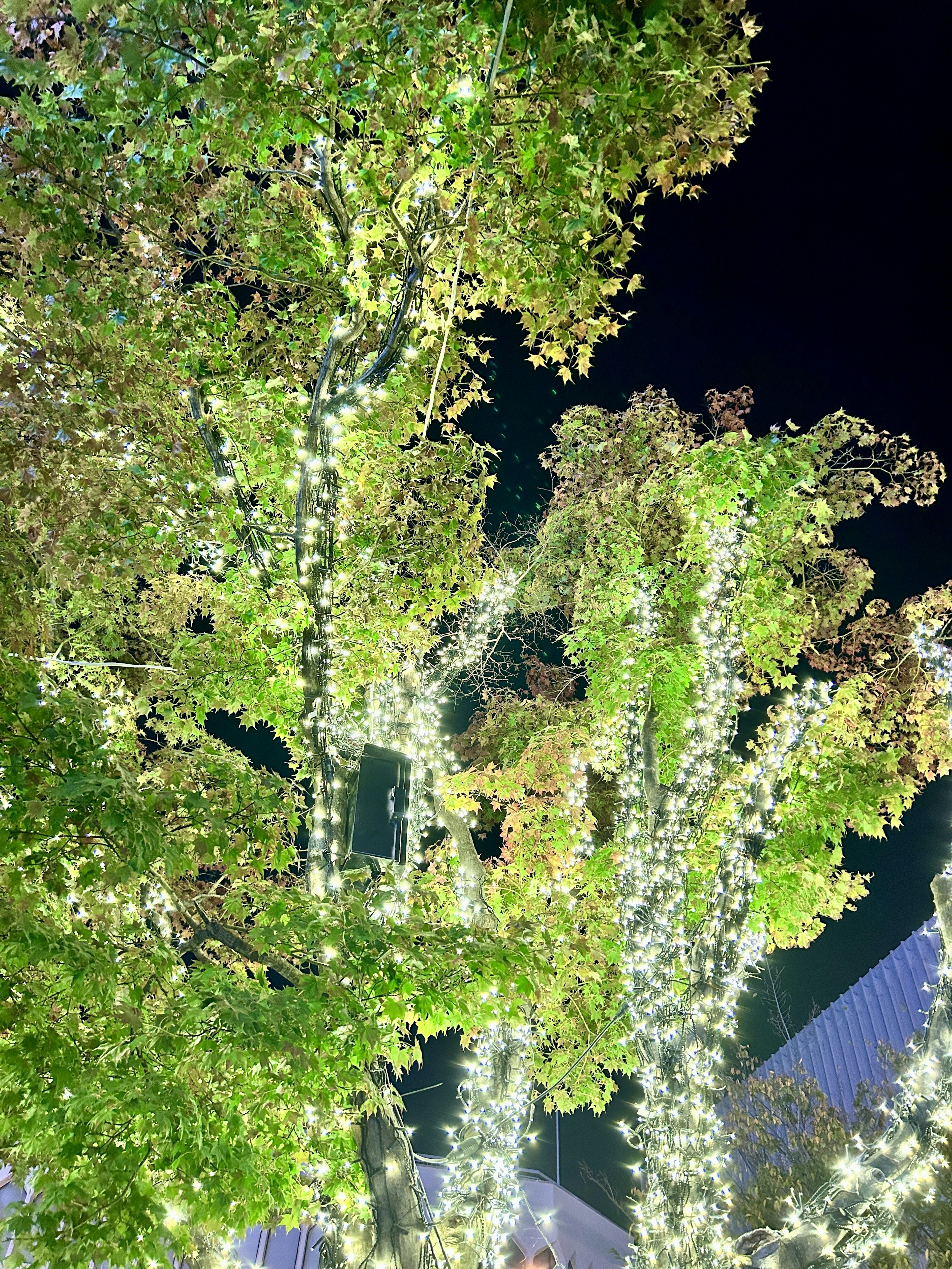 Decorative trees illuminated at night