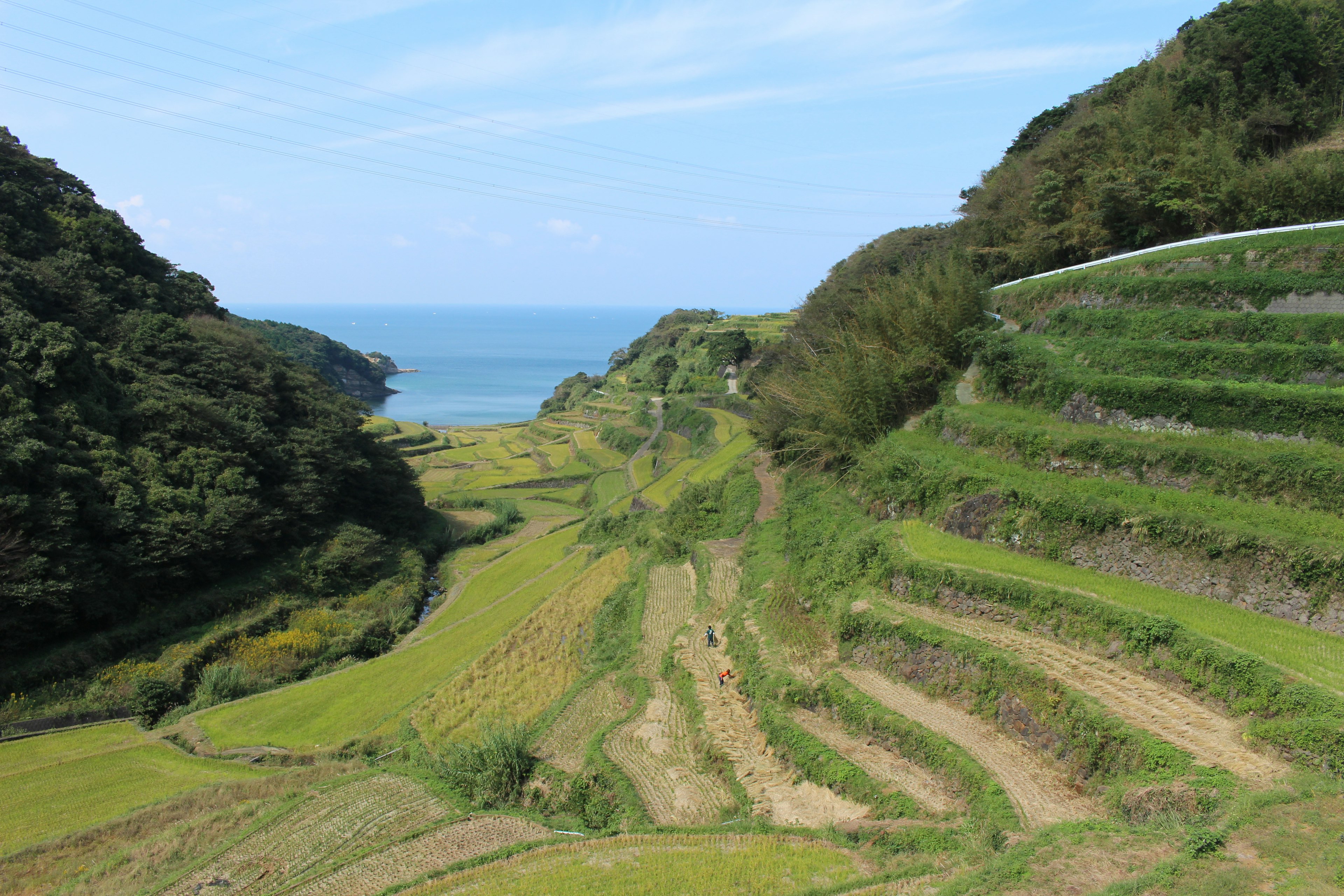 Pemandangan sawah terasering yang indah dengan lautan biru di latar belakang vegetasi subur