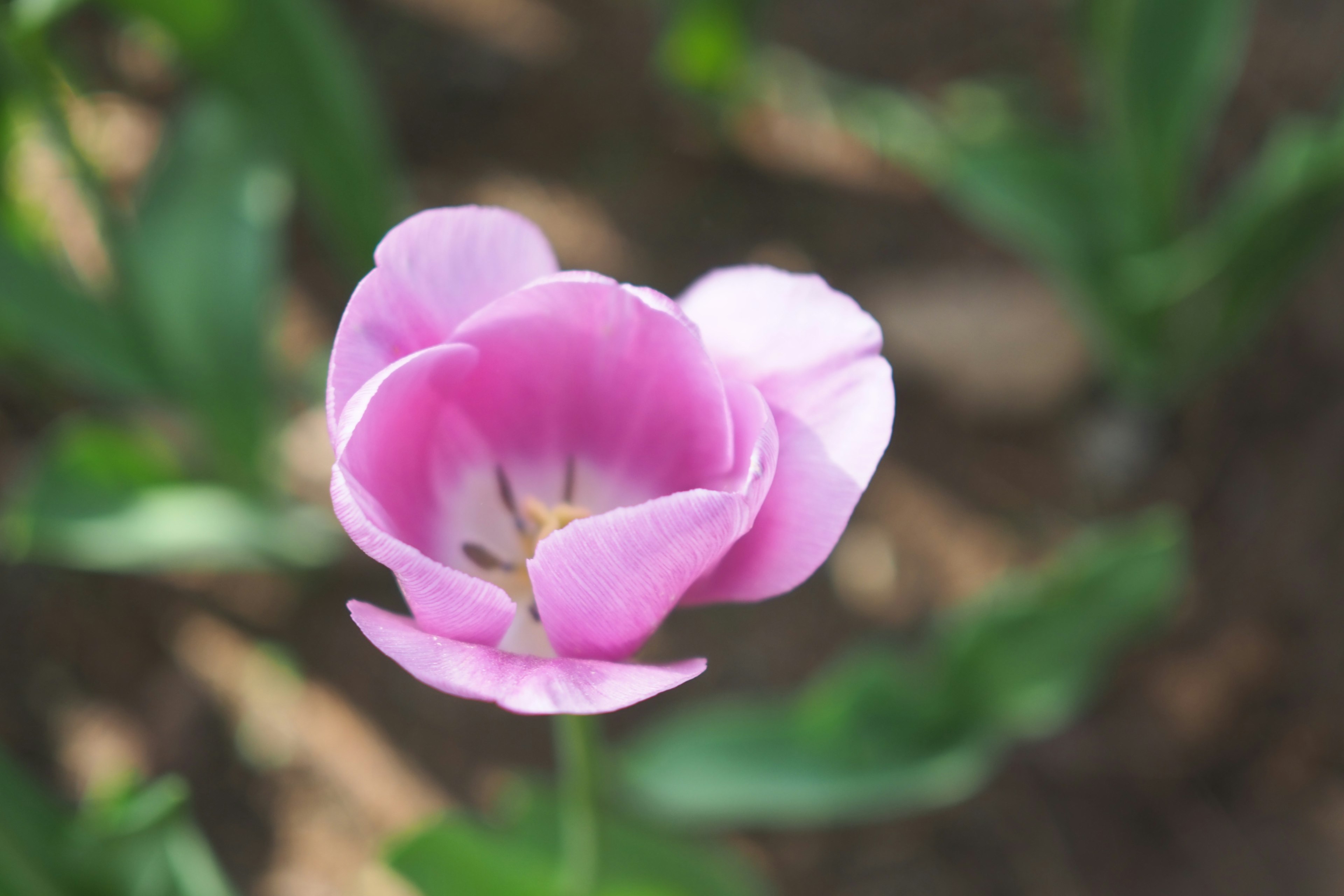 一朵盛开的粉色郁金香花在花园中