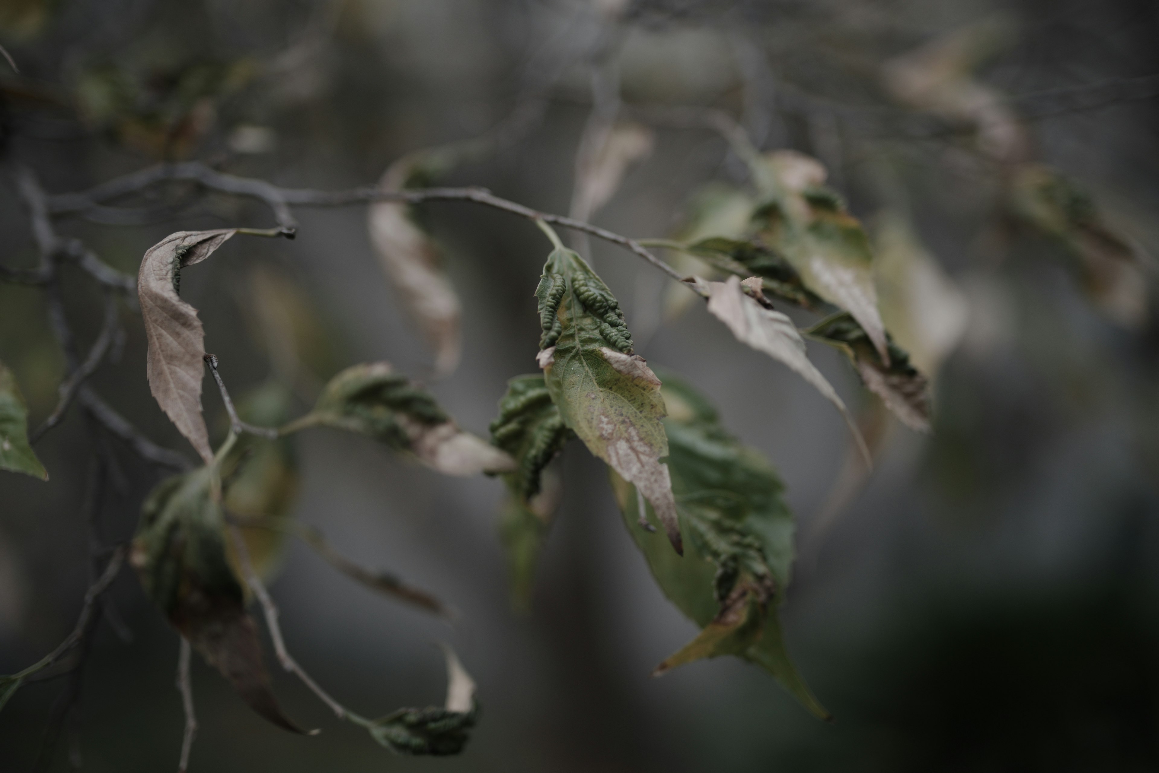 Gambar close-up cabang dengan daun layu