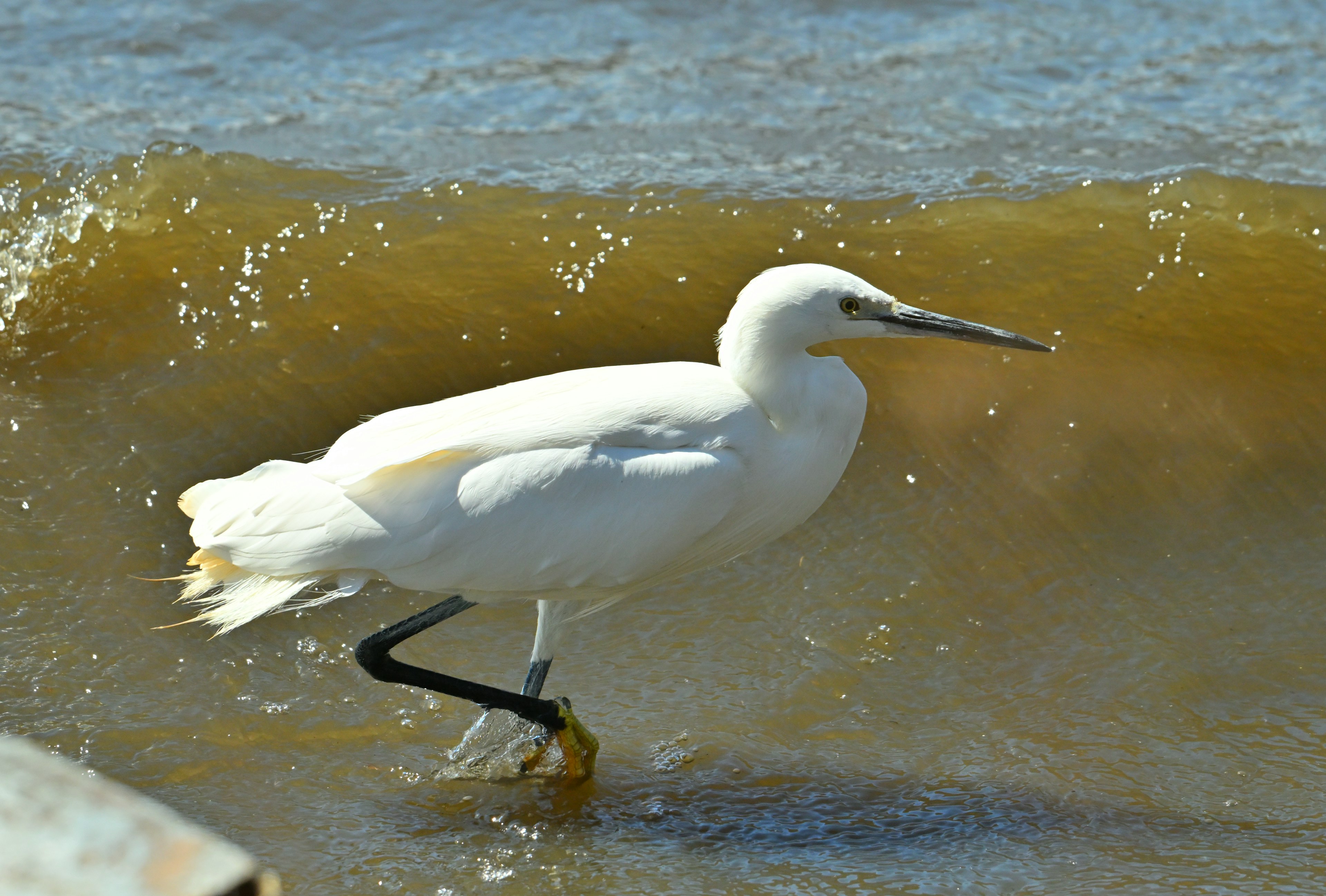 Una garza blanca caminando en las olas