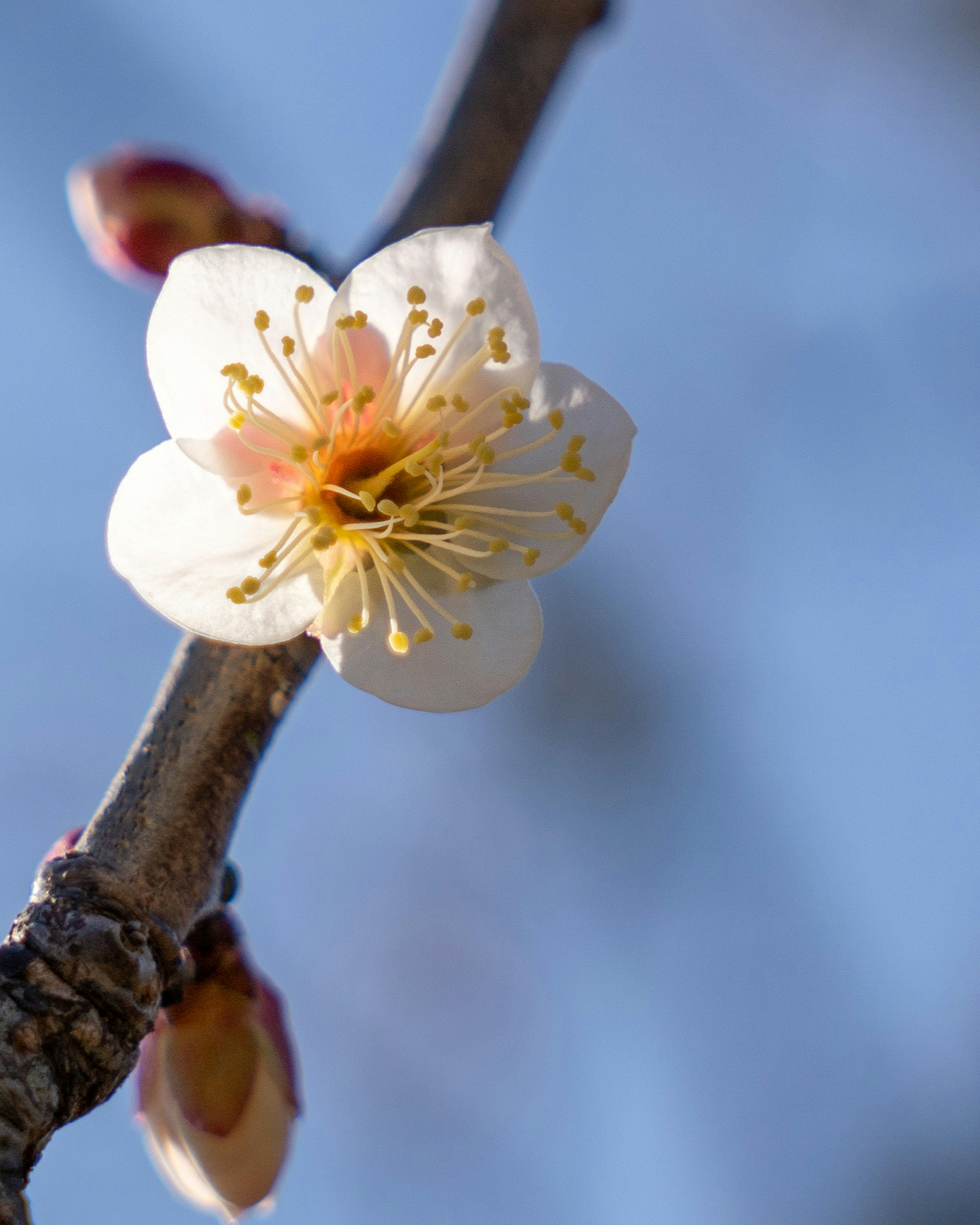 白い花と黄色い花粉を持つ梅の花のクローズアップ