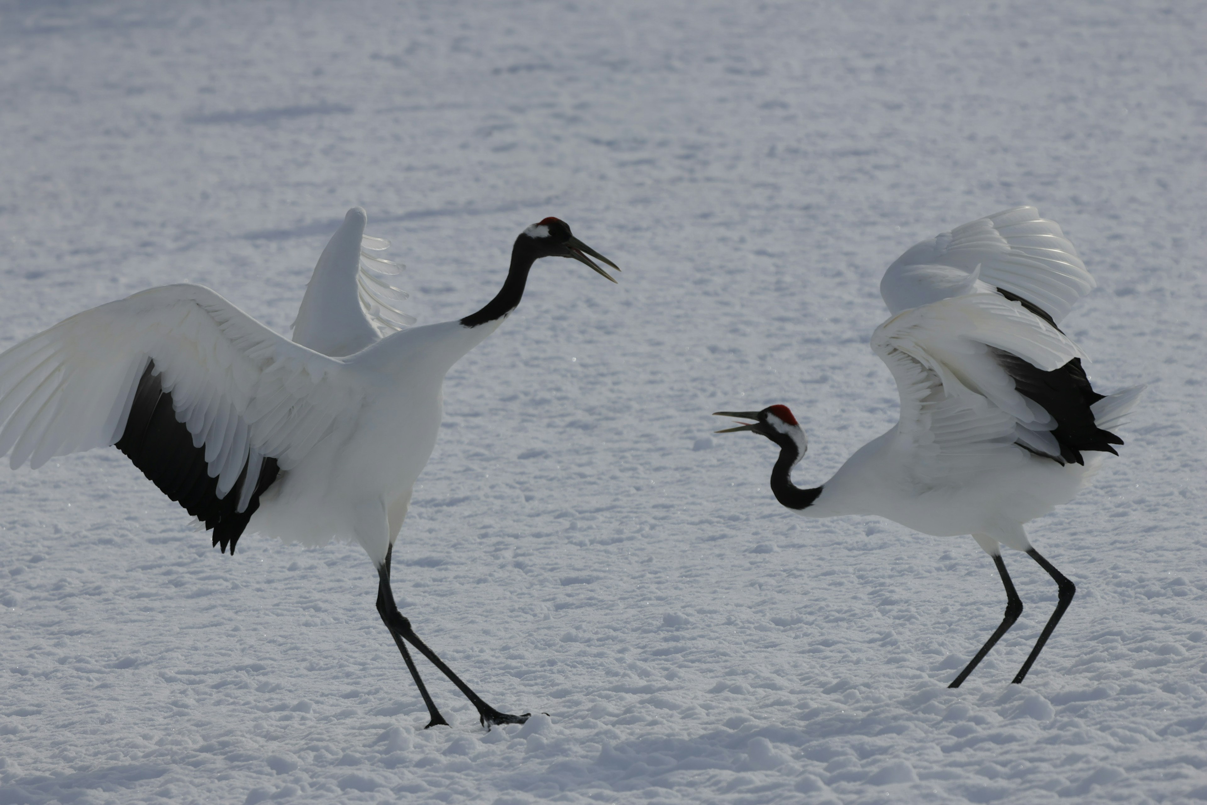 Dos grúas de corona roja bailando en la nieve