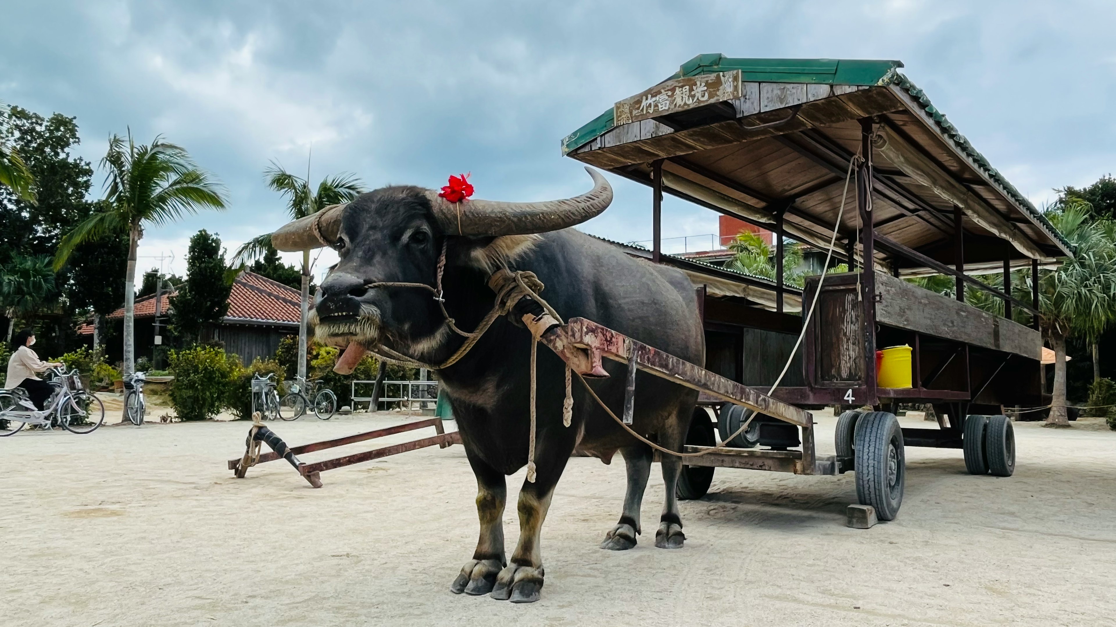 Un bufalo d'acqua con un fiore rosso accanto a un carro in un ambiente rurale