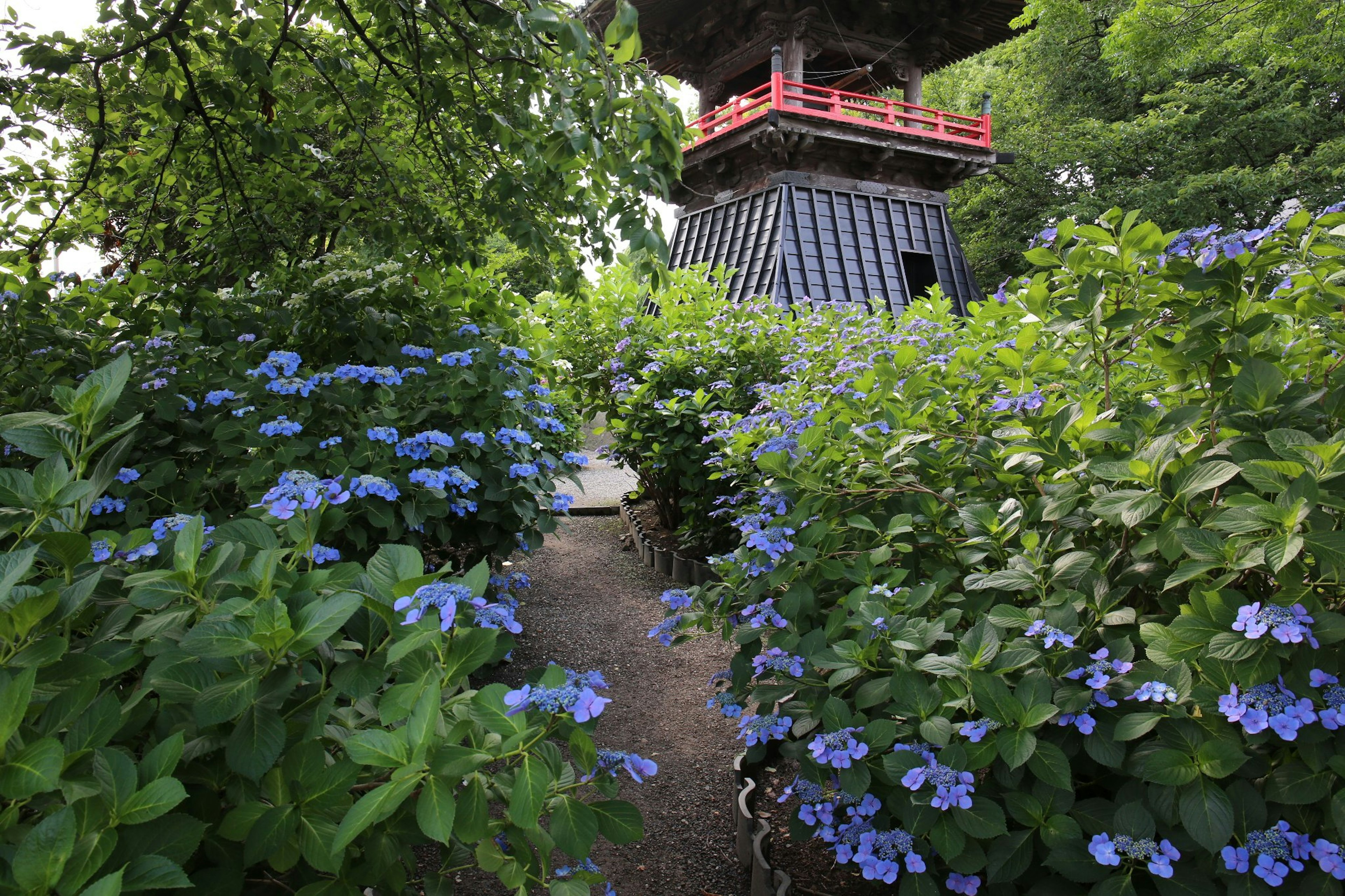 Pathway surrounded by blue flowers and an old structure