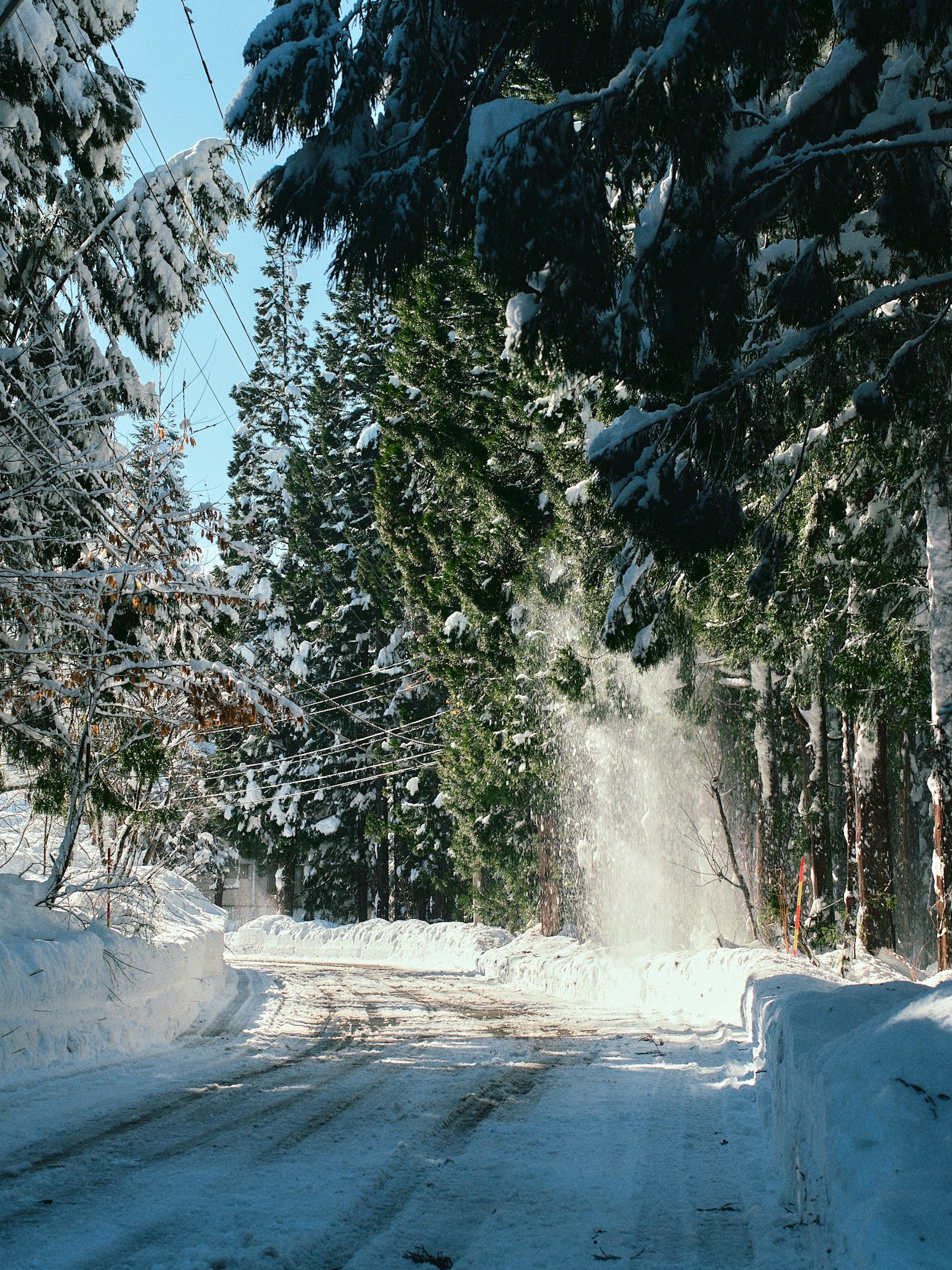 Snow-covered road with evergreen trees and sunlight