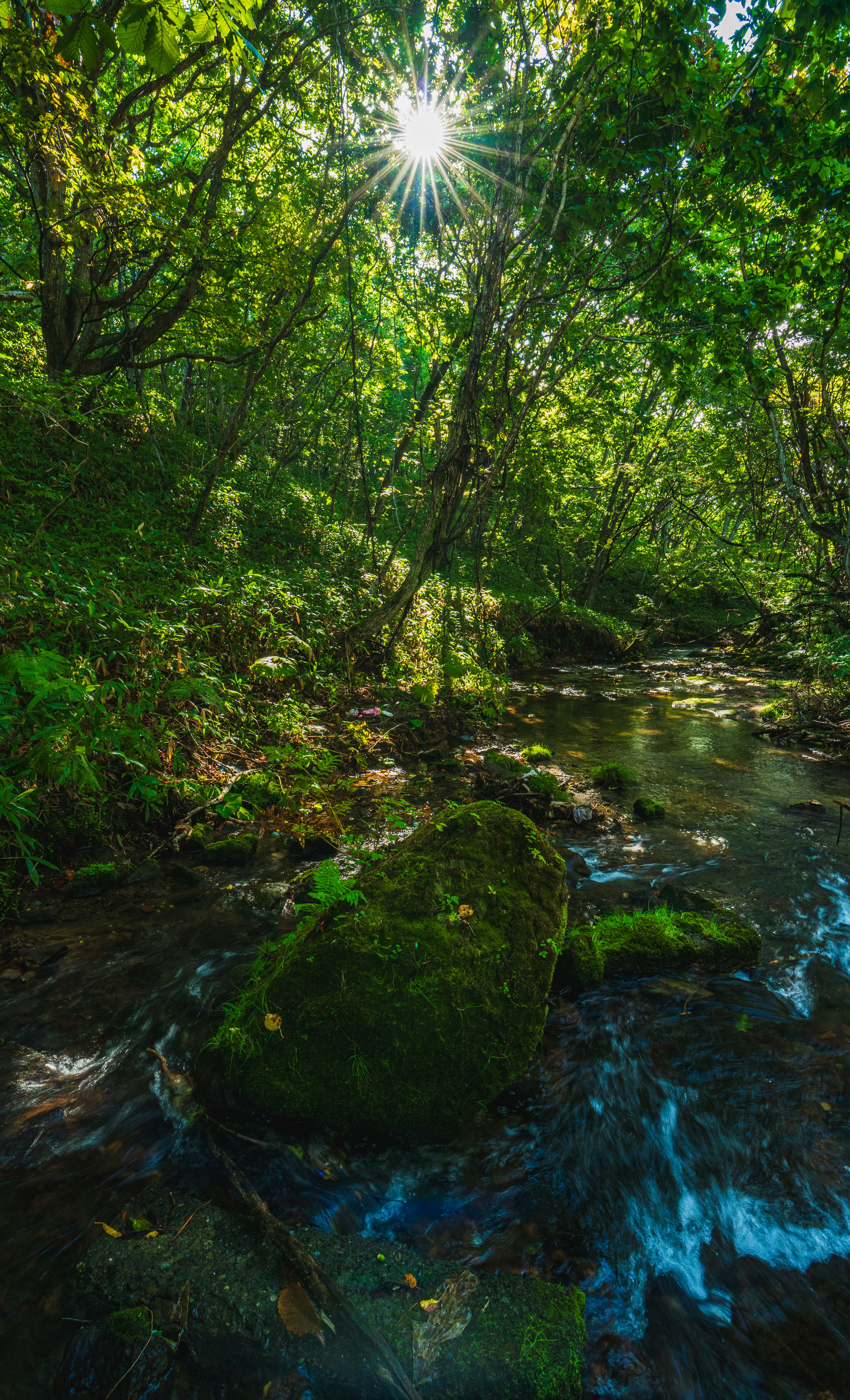 A scenic view of a stream surrounded by green trees with sunlight filtering through