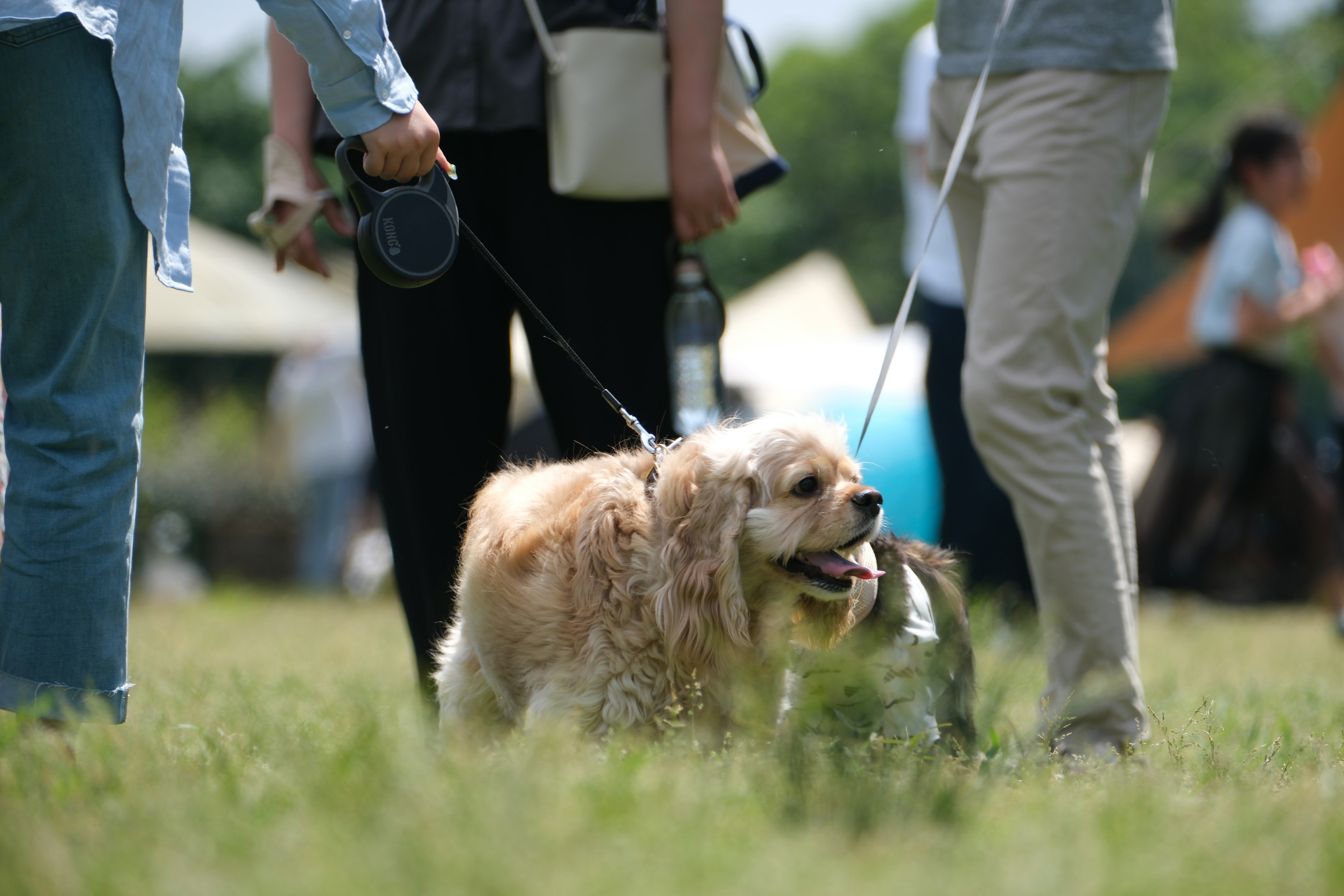 公園で散歩する犬と飼い主たちの様子