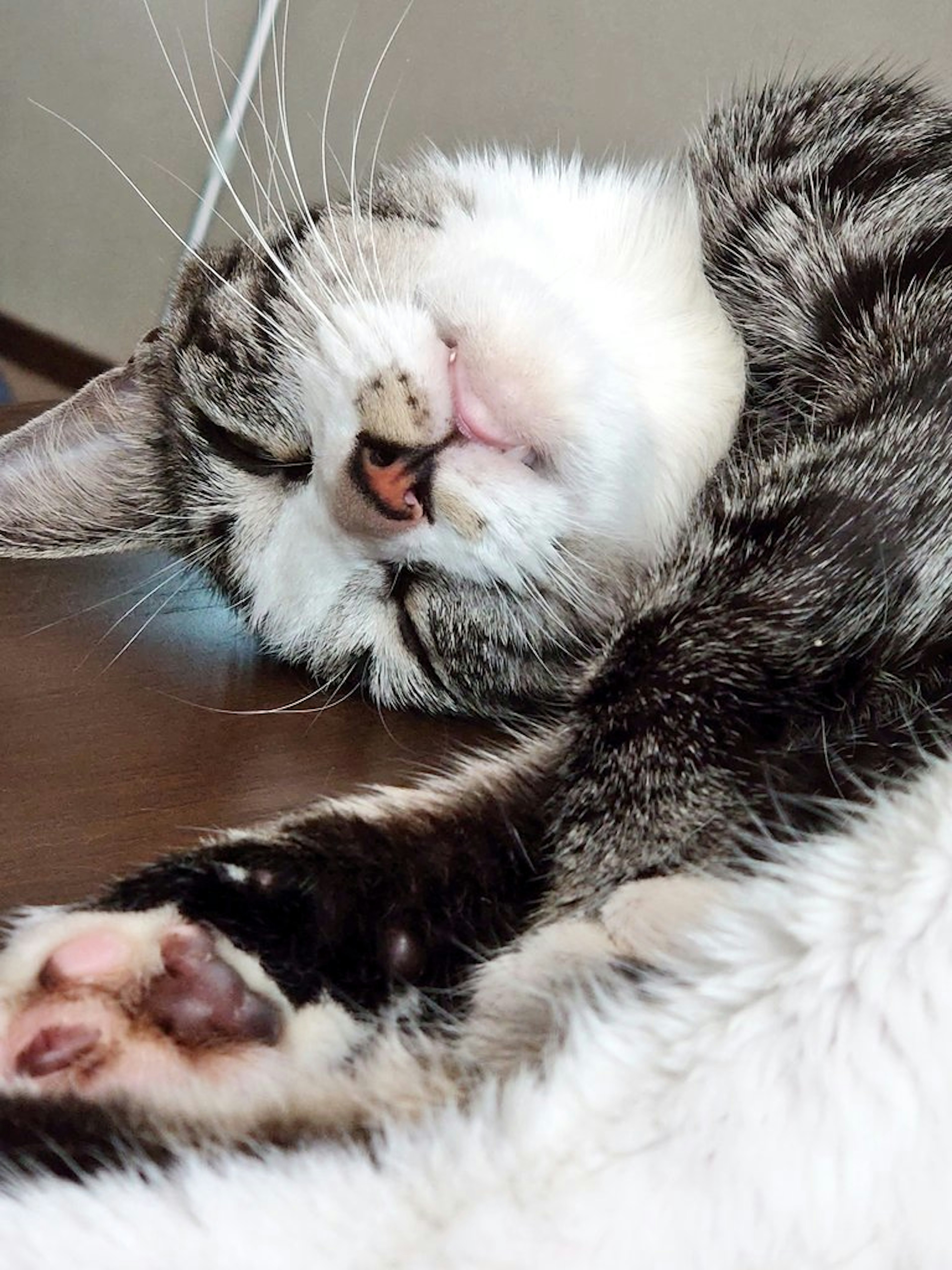 Gatto che dorme con pelo grigio e bianco in una posa rilassata