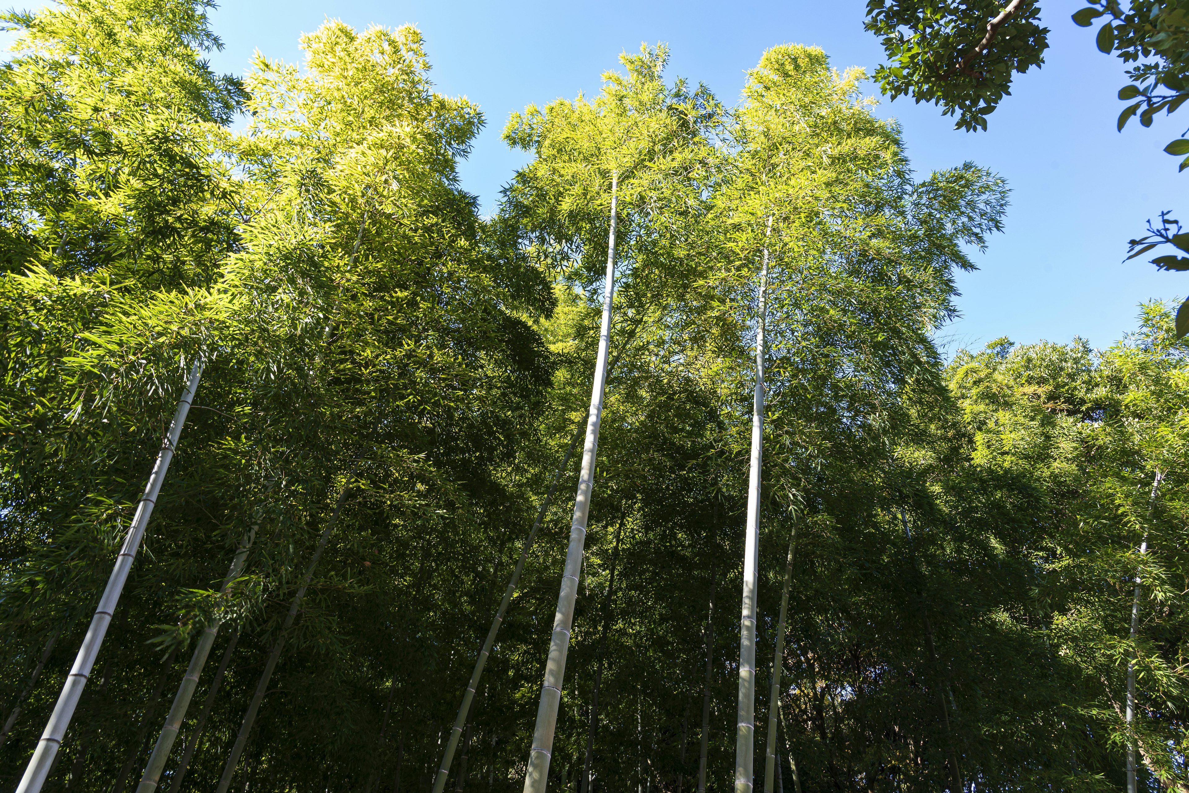 Altos tallos de bambú que se elevan hacia el cielo en un bosque verde