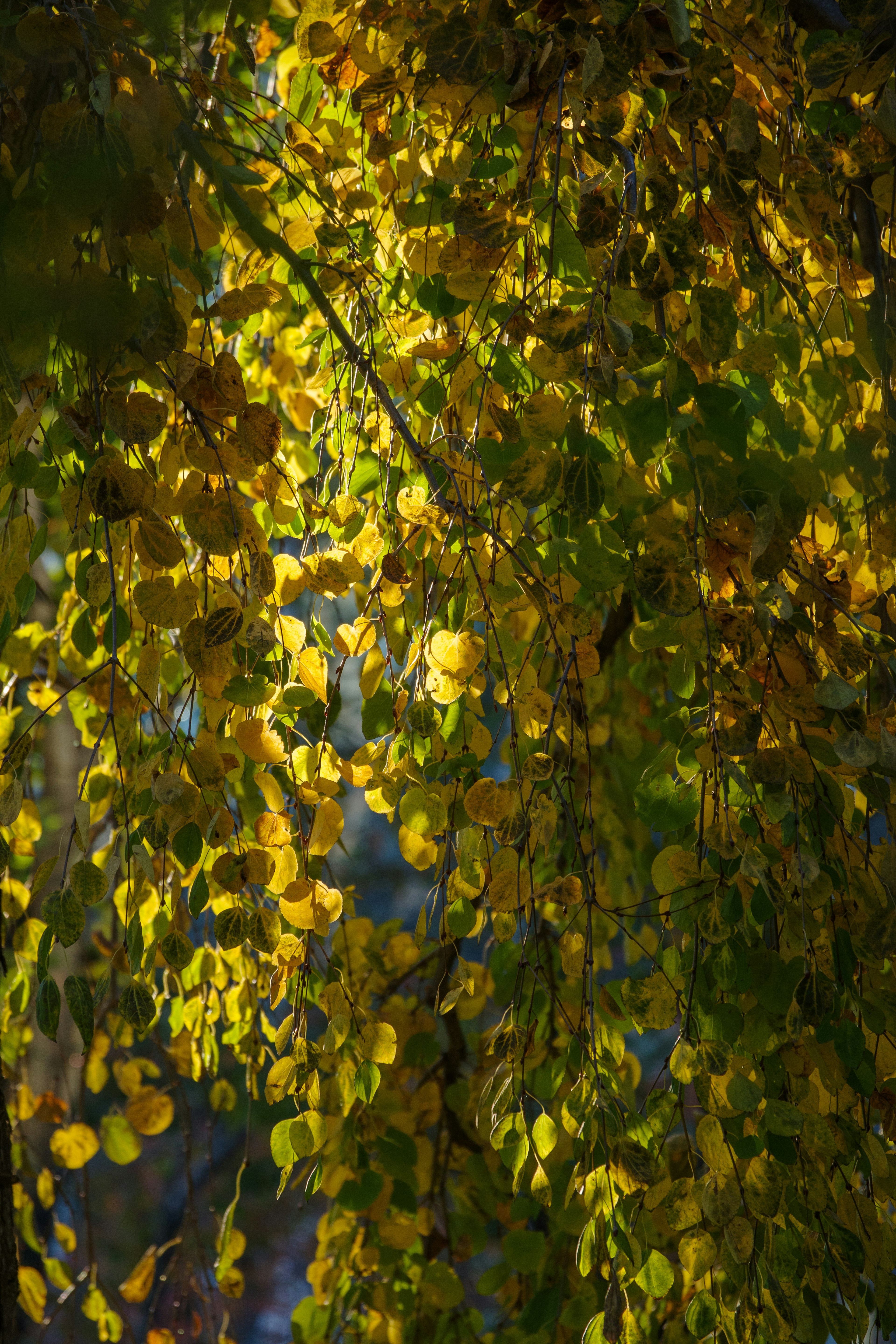 Beautiful yellow leaves swaying on tree branches