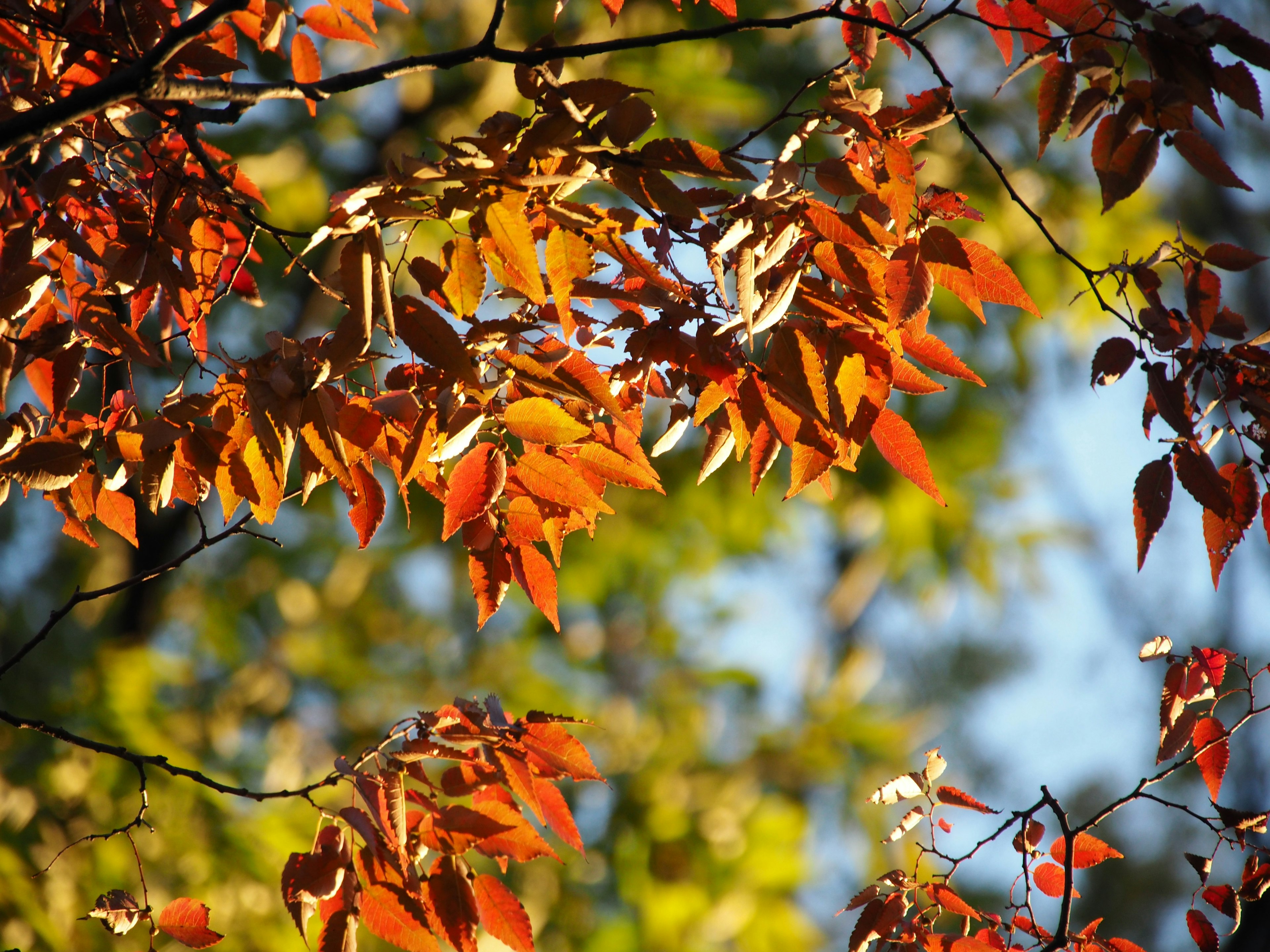 Herbstlaub mit leuchtend orange und gelben Blättern vor grünem Hintergrund