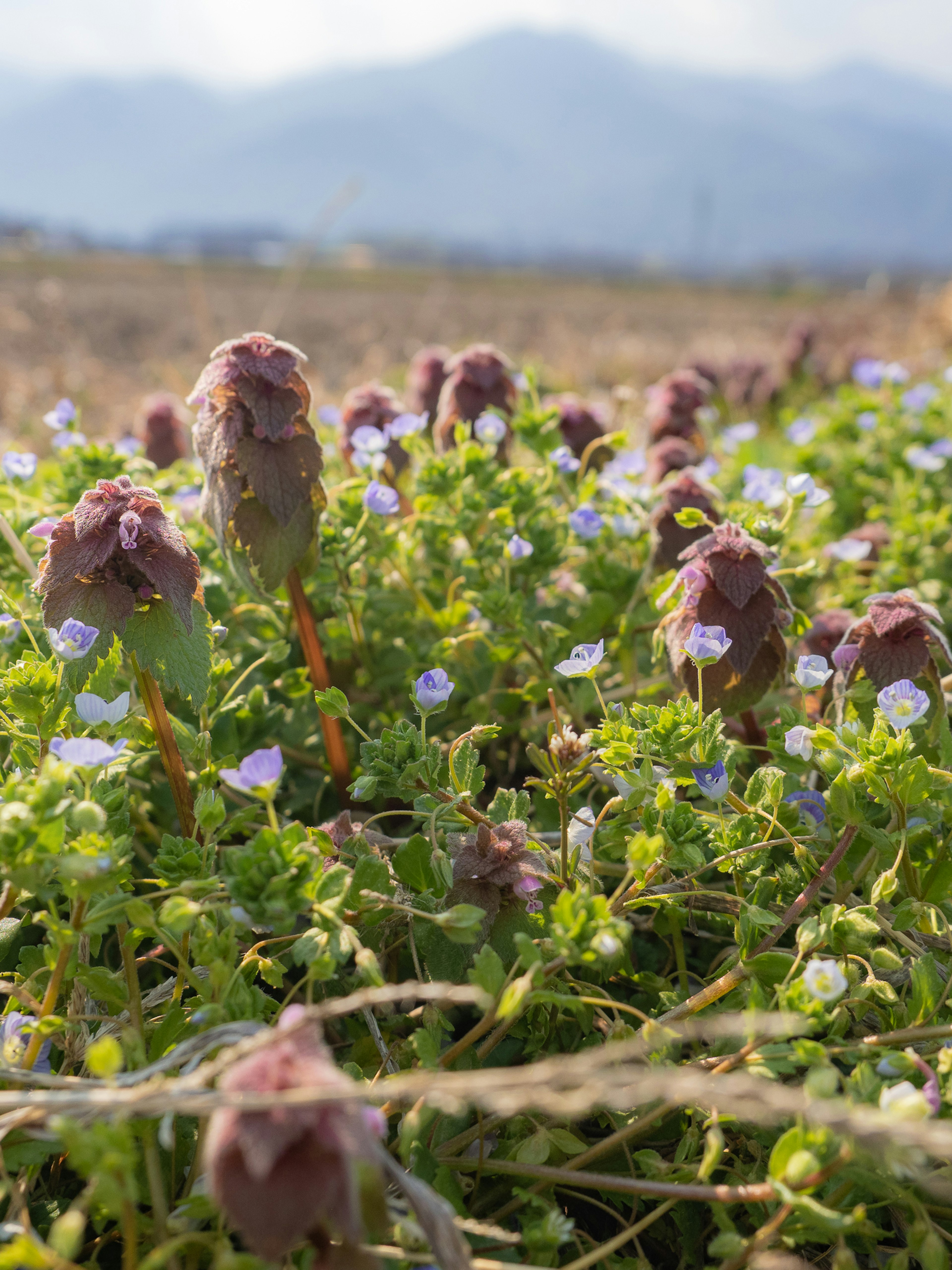 Purple flowers and green leaves in a field with misty mountains in the background