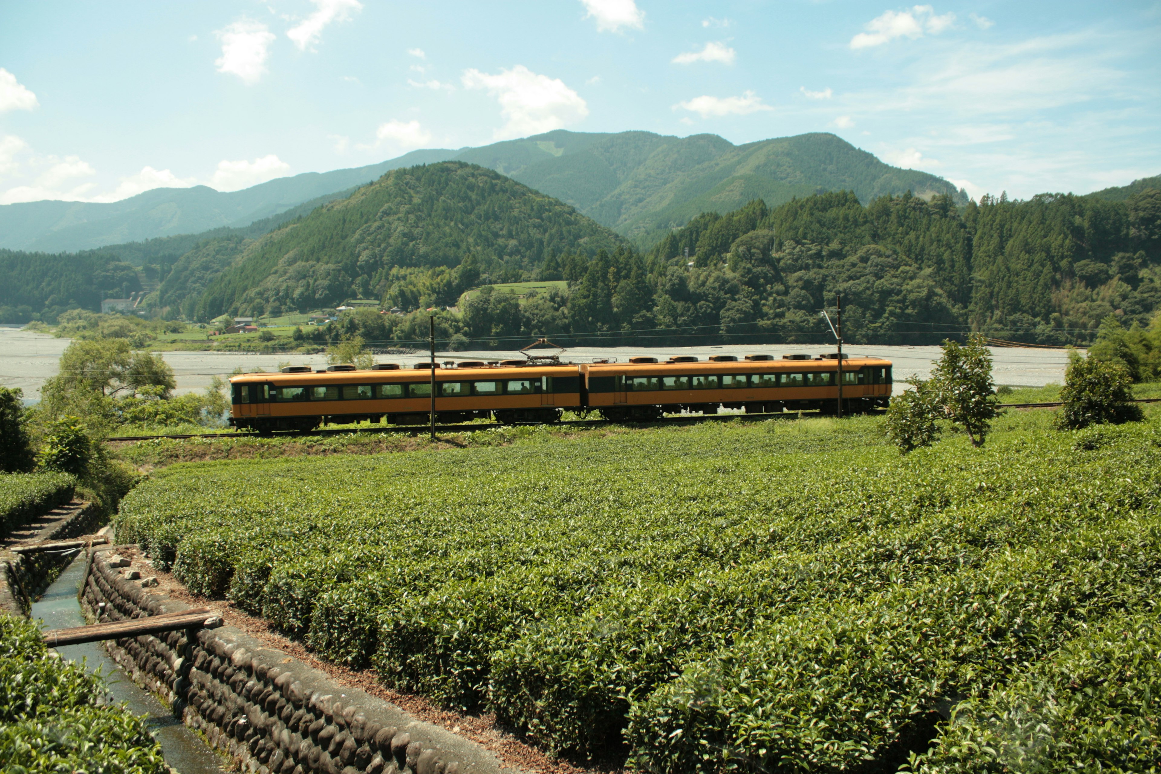 緑豊かな茶畑の横を走る黄色い列車と山々の景色