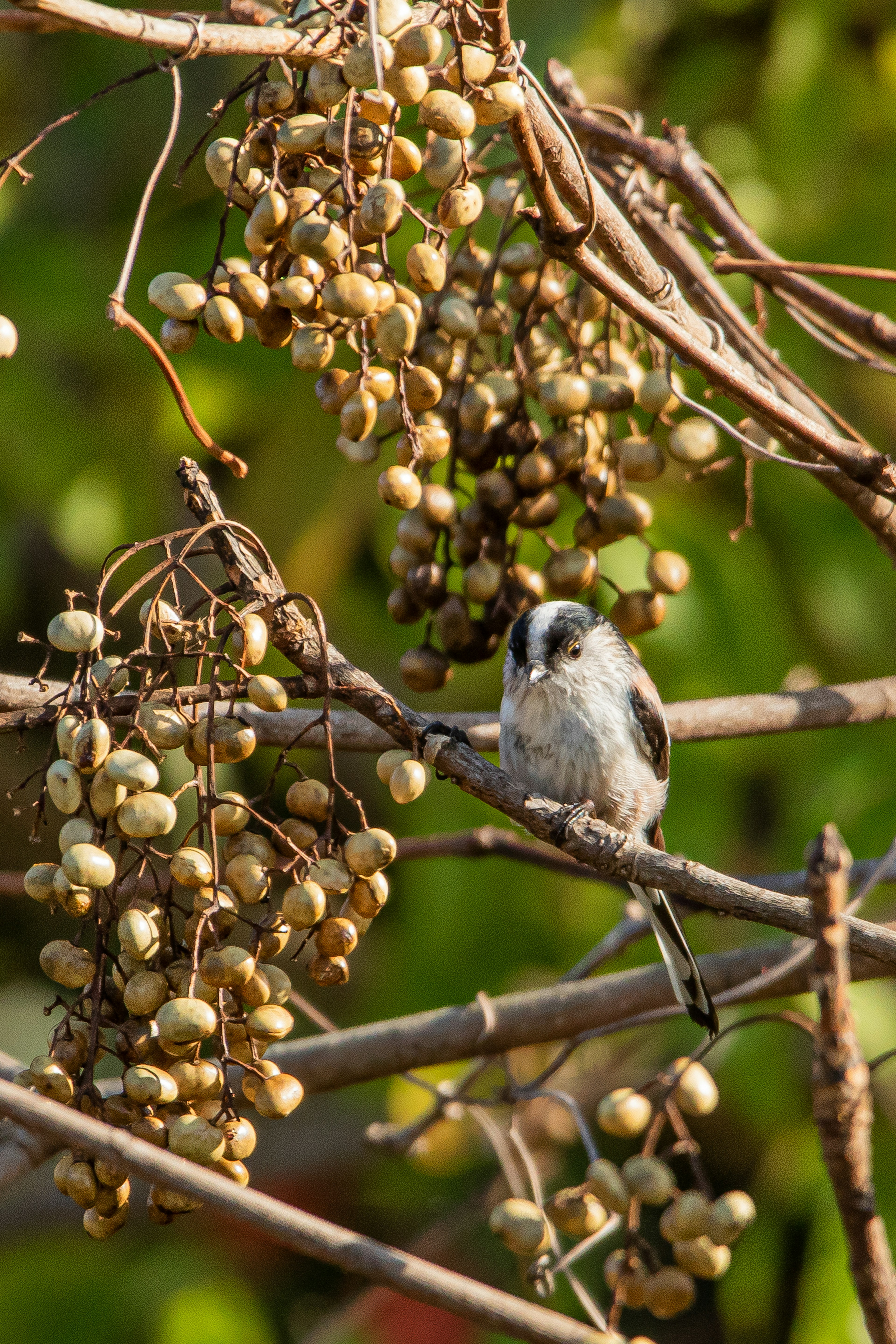 Ein kleiner Vogel sitzt auf einem Zweig mit hängenden fruchtähnlichen Schoten