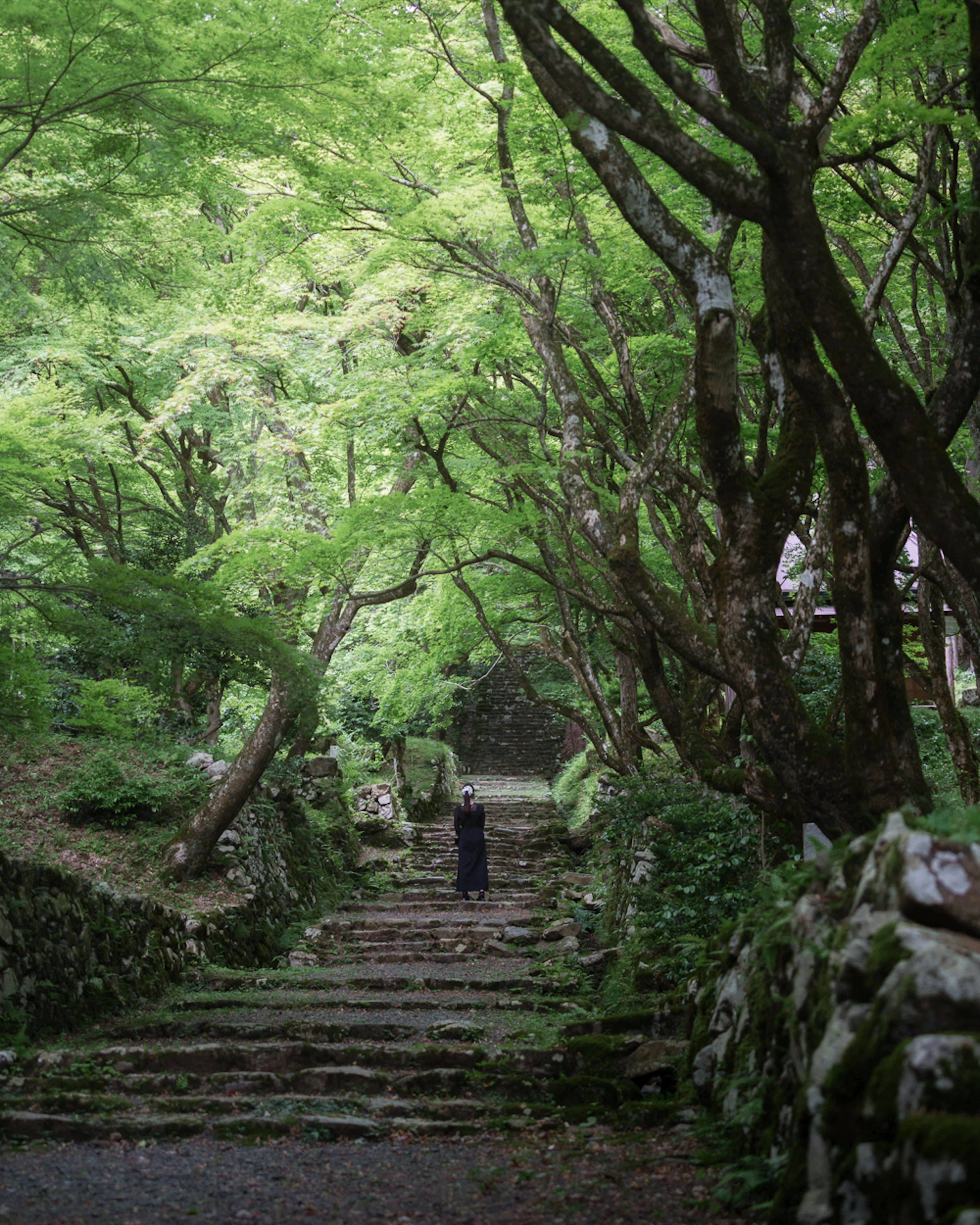 A person walking up stone steps surrounded by lush green trees