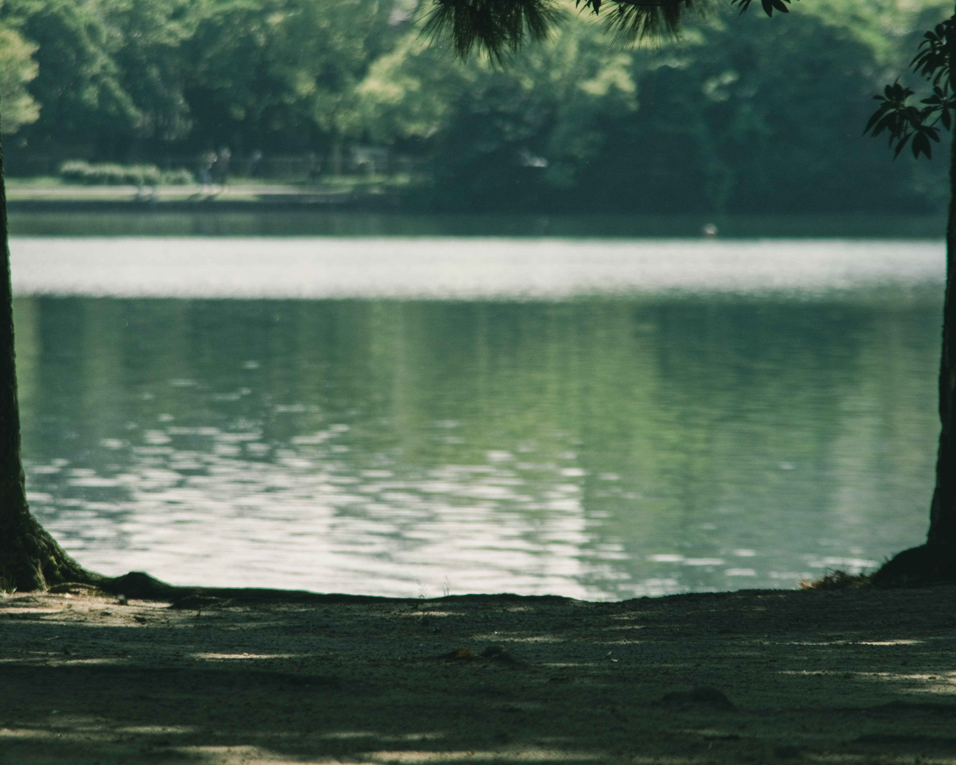 Pemandangan danau yang tenang dikelilingi pepohonan hijau