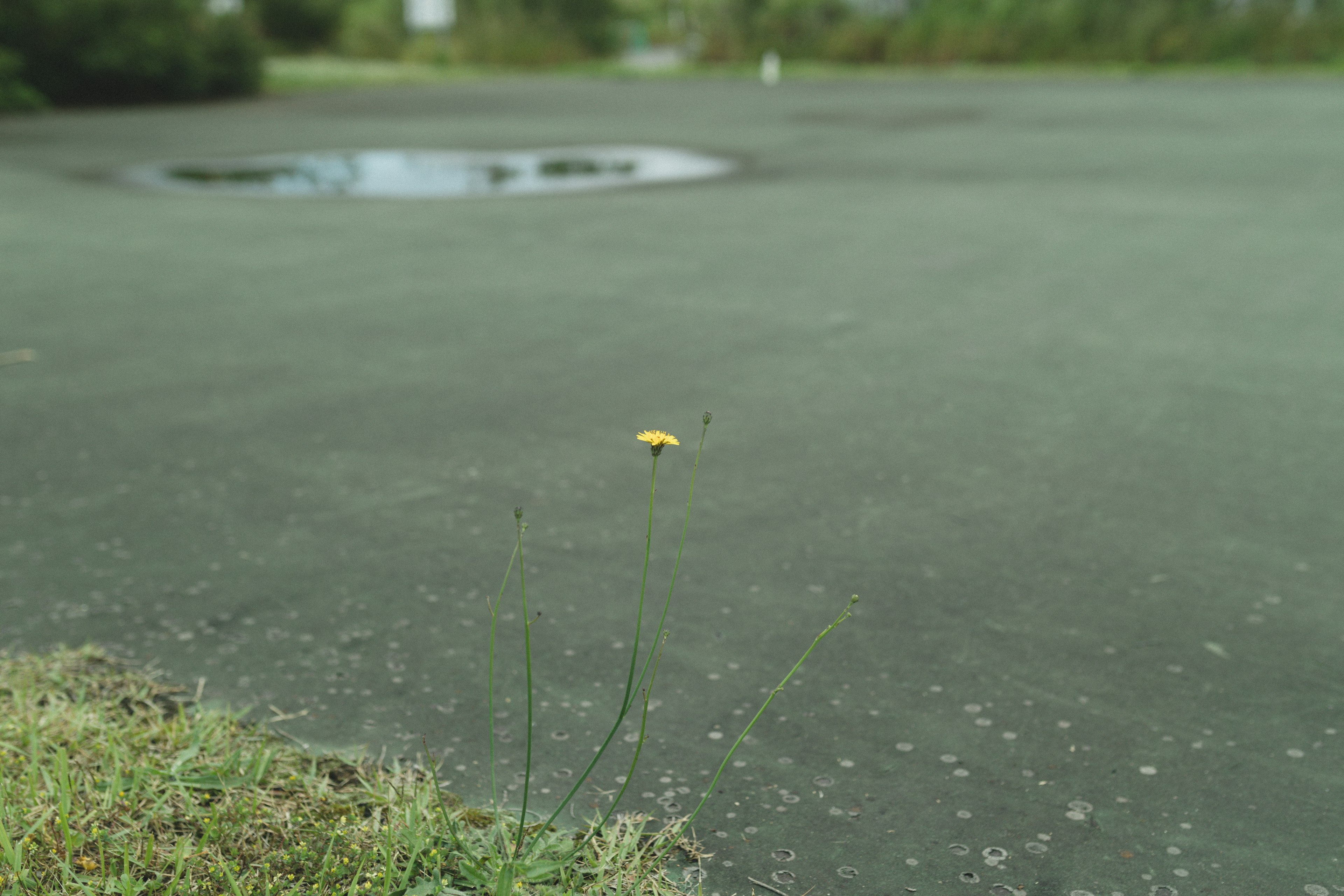 舗装された地面に小さな黄色い物体がある風景