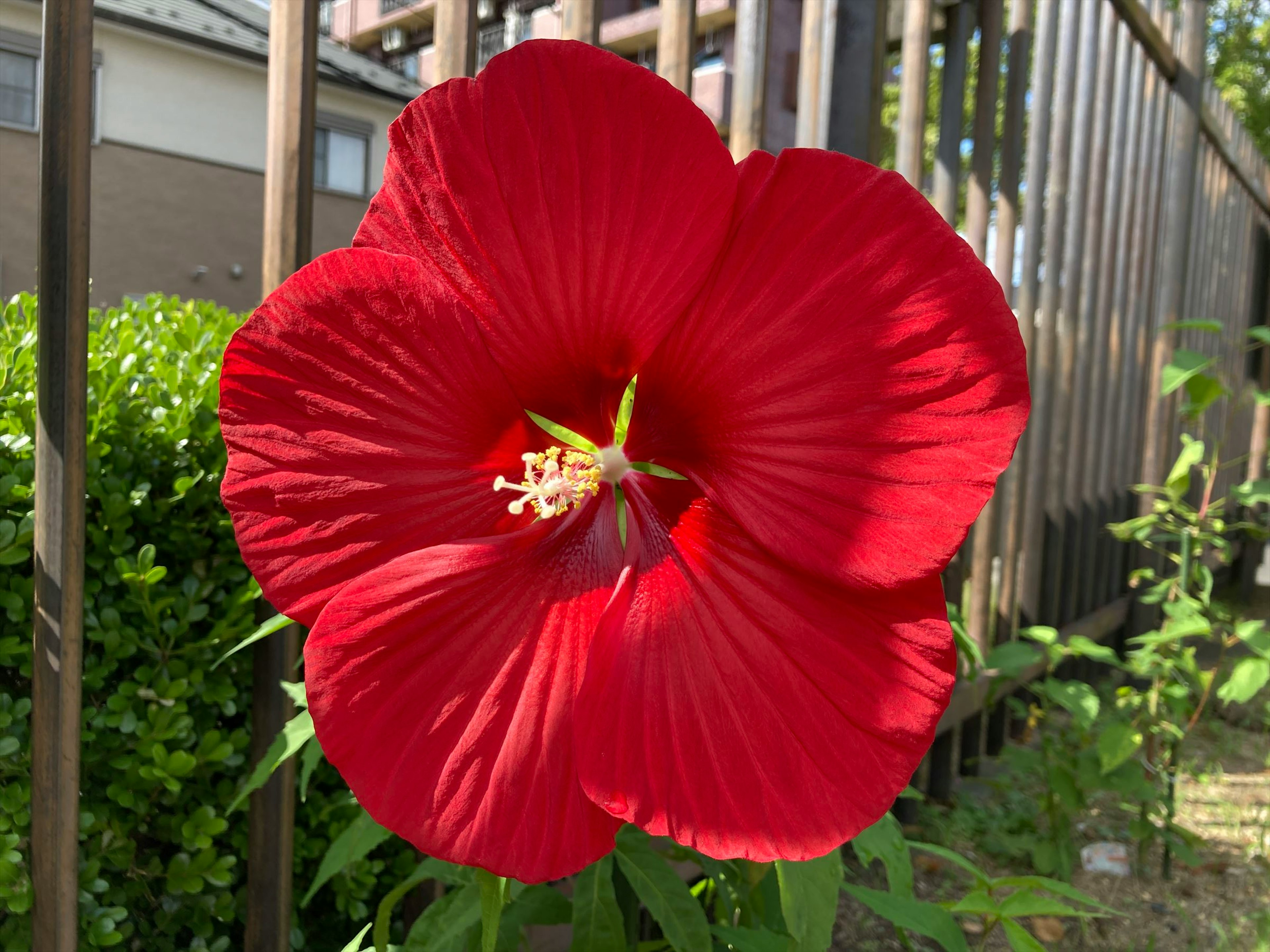 Bunga hibiscus merah cerah mekar dekat pagar