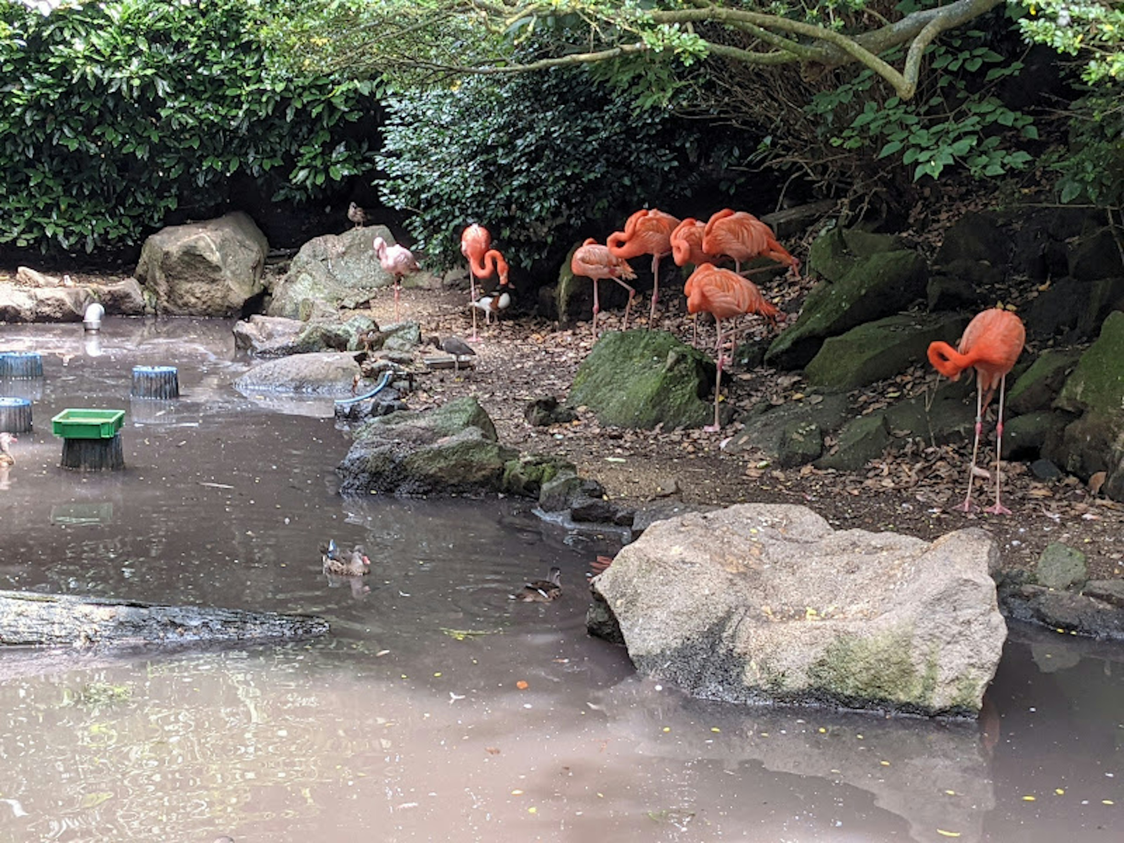 Une scène de flamants roses orange se reposant près de rochers au bord d'un étang