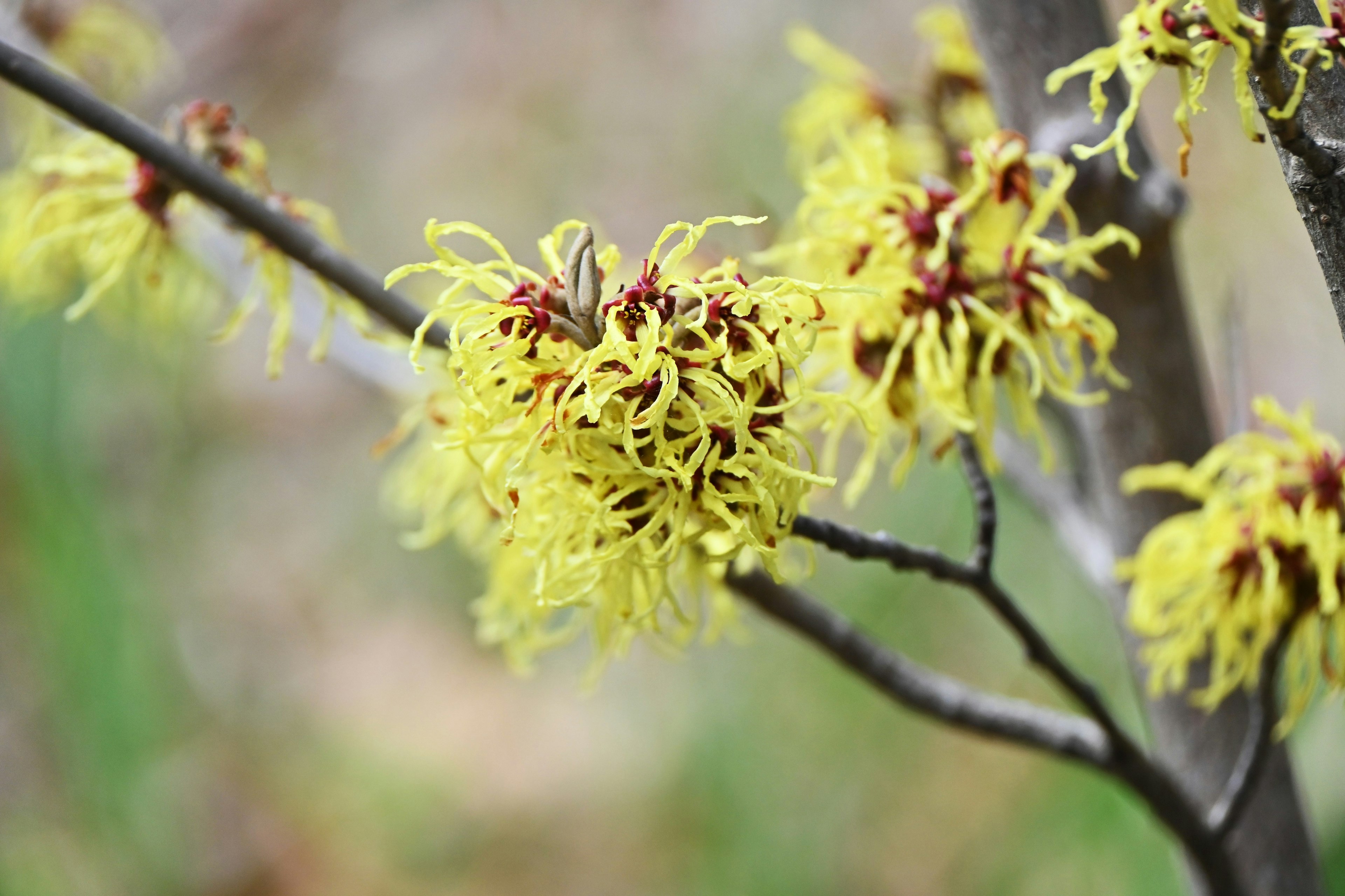 Gros plan sur une branche de noyer sorcier avec des fleurs jaunes