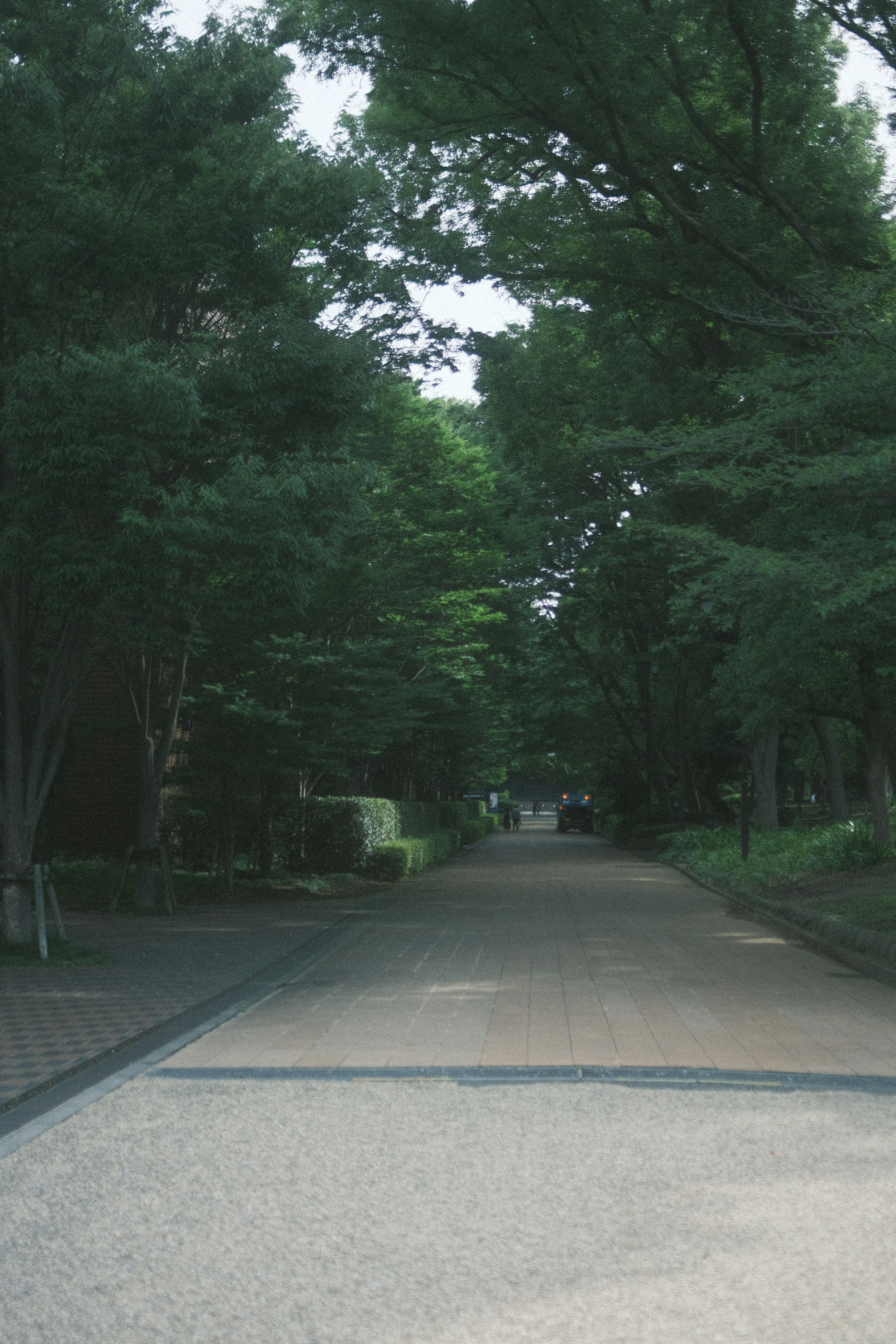 緑の木々に囲まれた静かな道