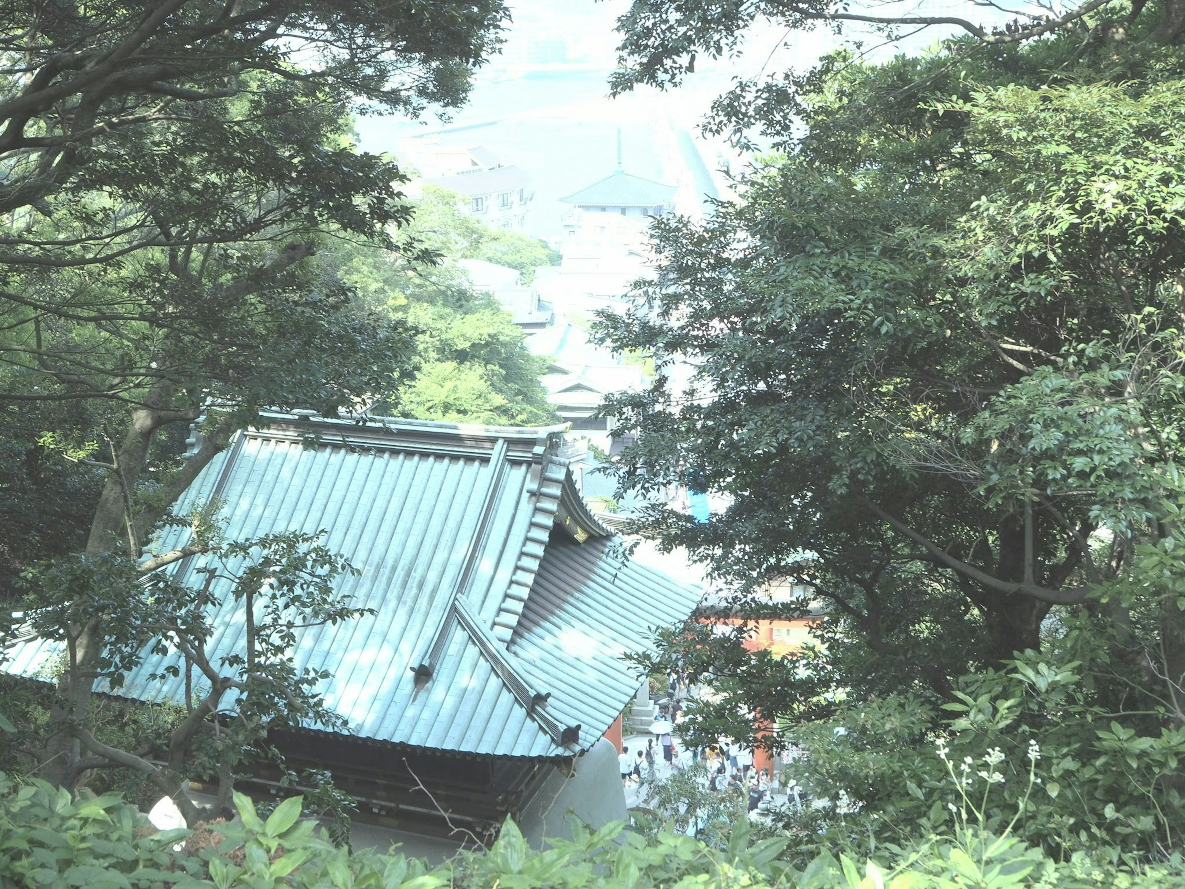 被郁郁葱葱的绿树环绕的建筑屋顶