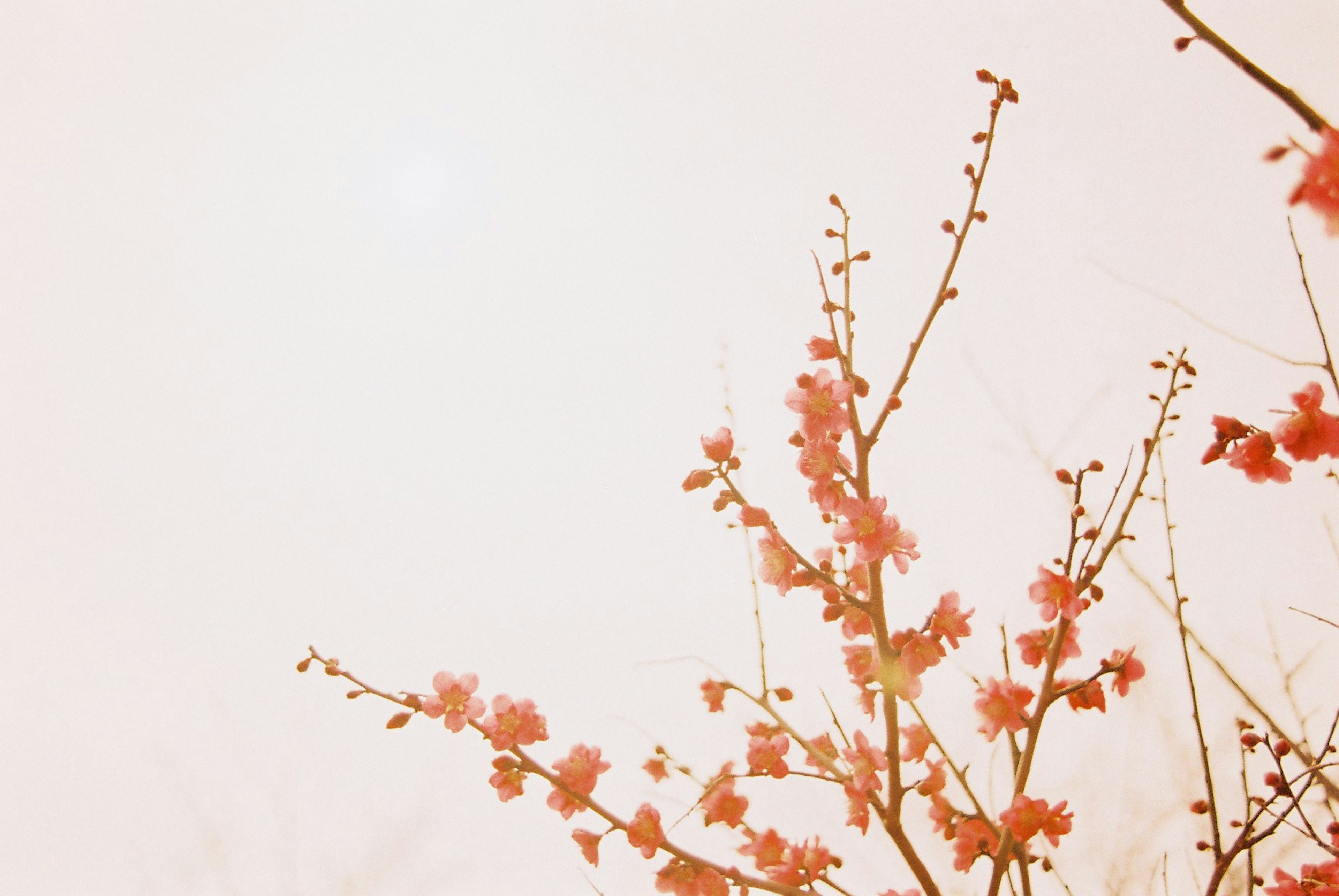 Gros plan de branches avec des fleurs roses baignées dans une lumière douce créant une atmosphère printanière