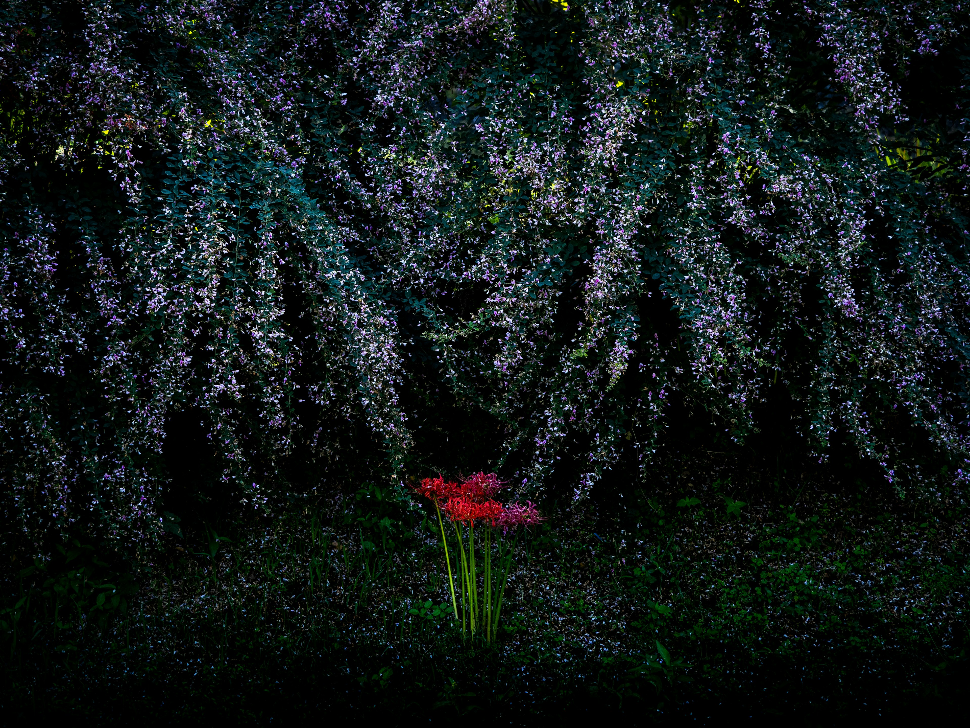 Flores rojas vívidas destacándose contra un fondo oscuro y exuberante