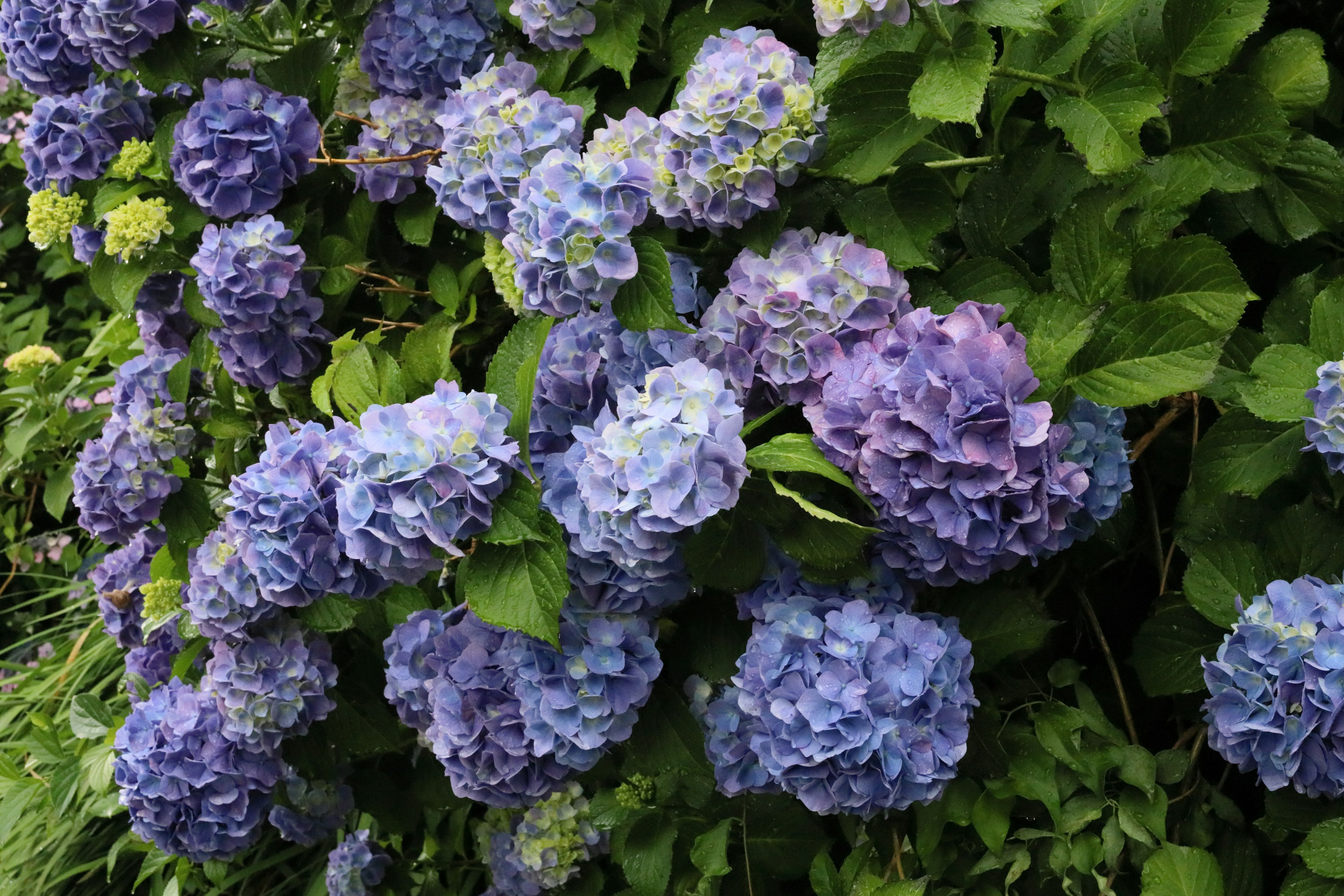 Fleurs d'hortensia bleues et violettes en fleurs dans un jardin