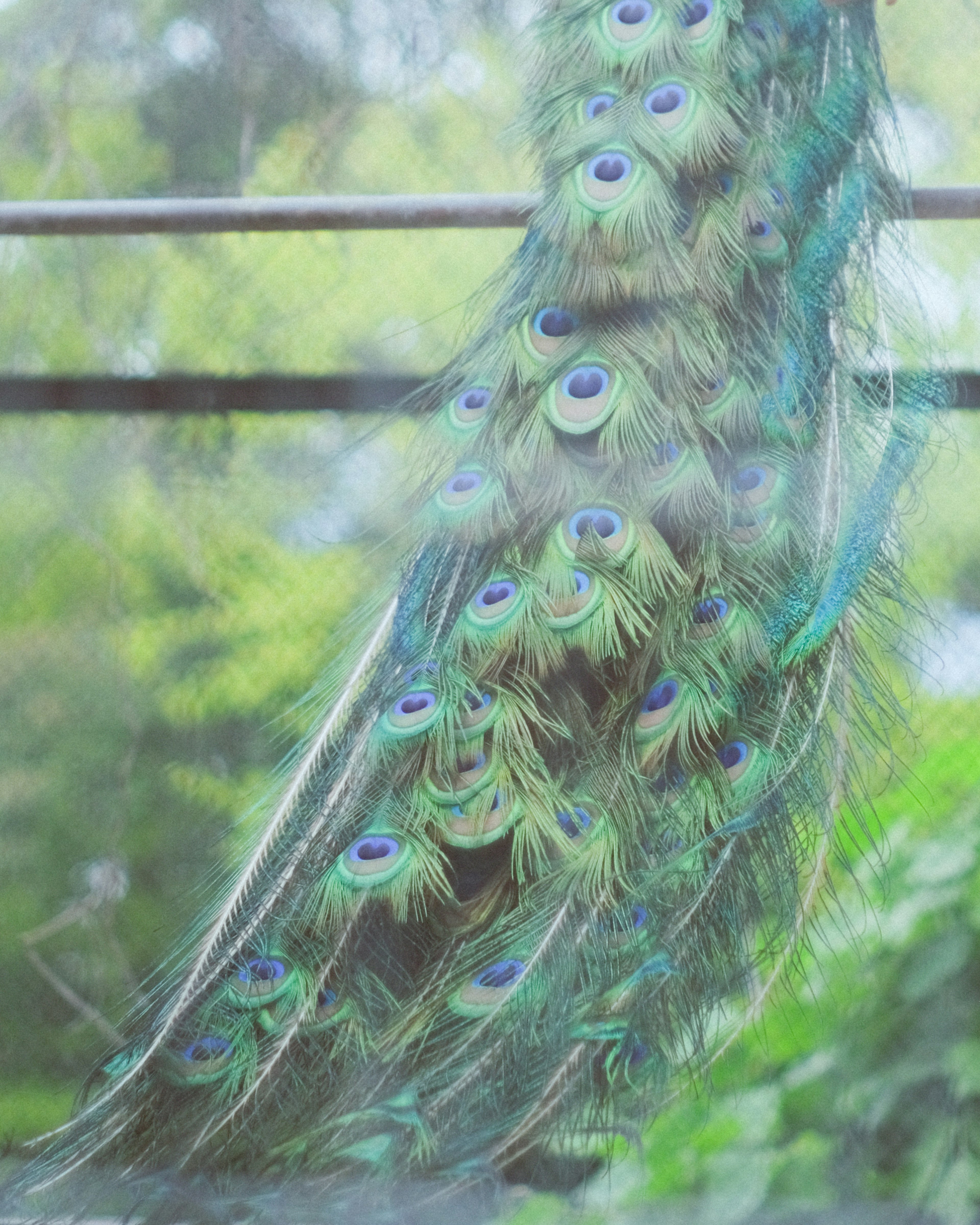 Primer plano de una hermosa pluma de pavo real con tonos verdes y azules y patrones oculares vibrantes