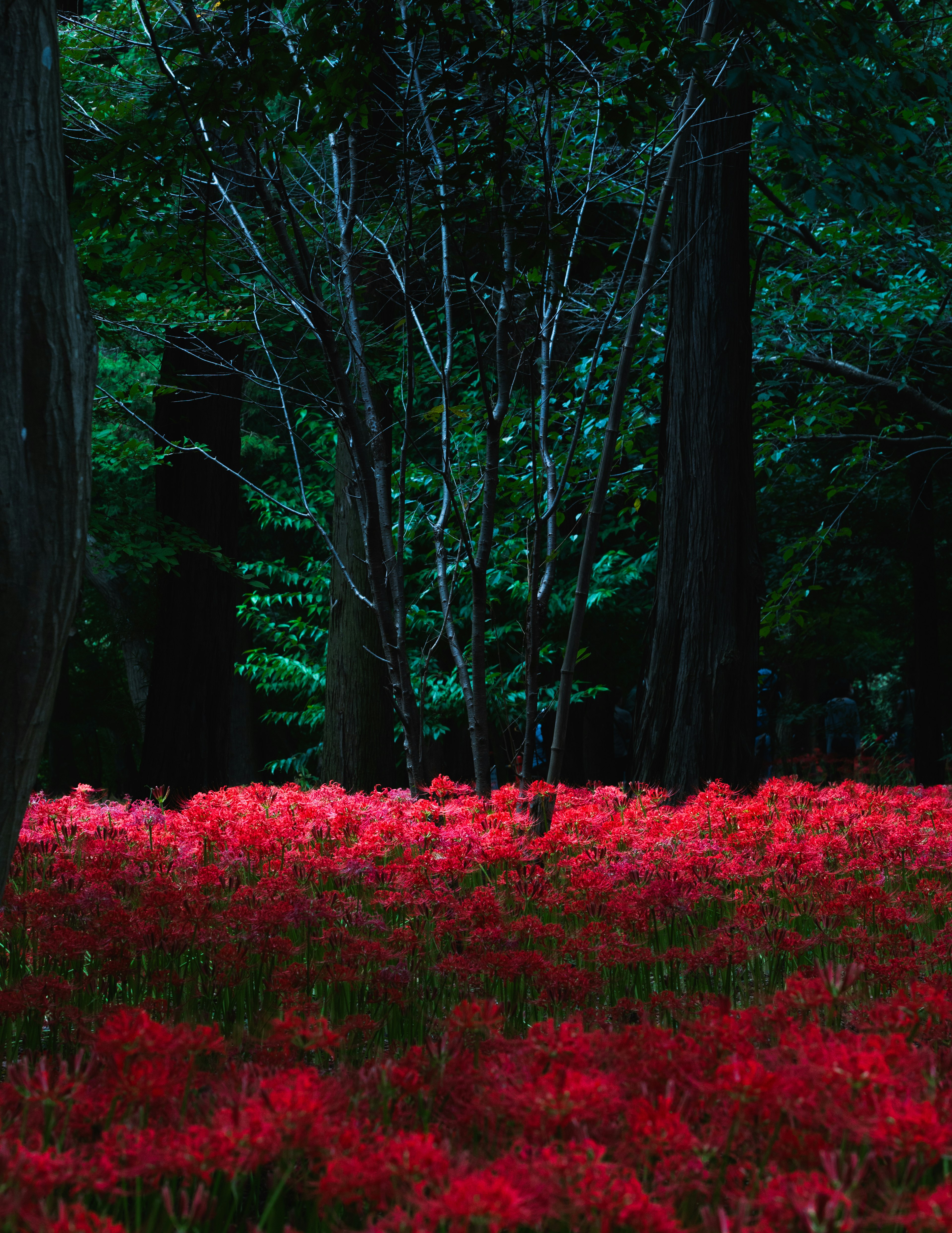 赤い彼岸花が咲く暗い森の風景