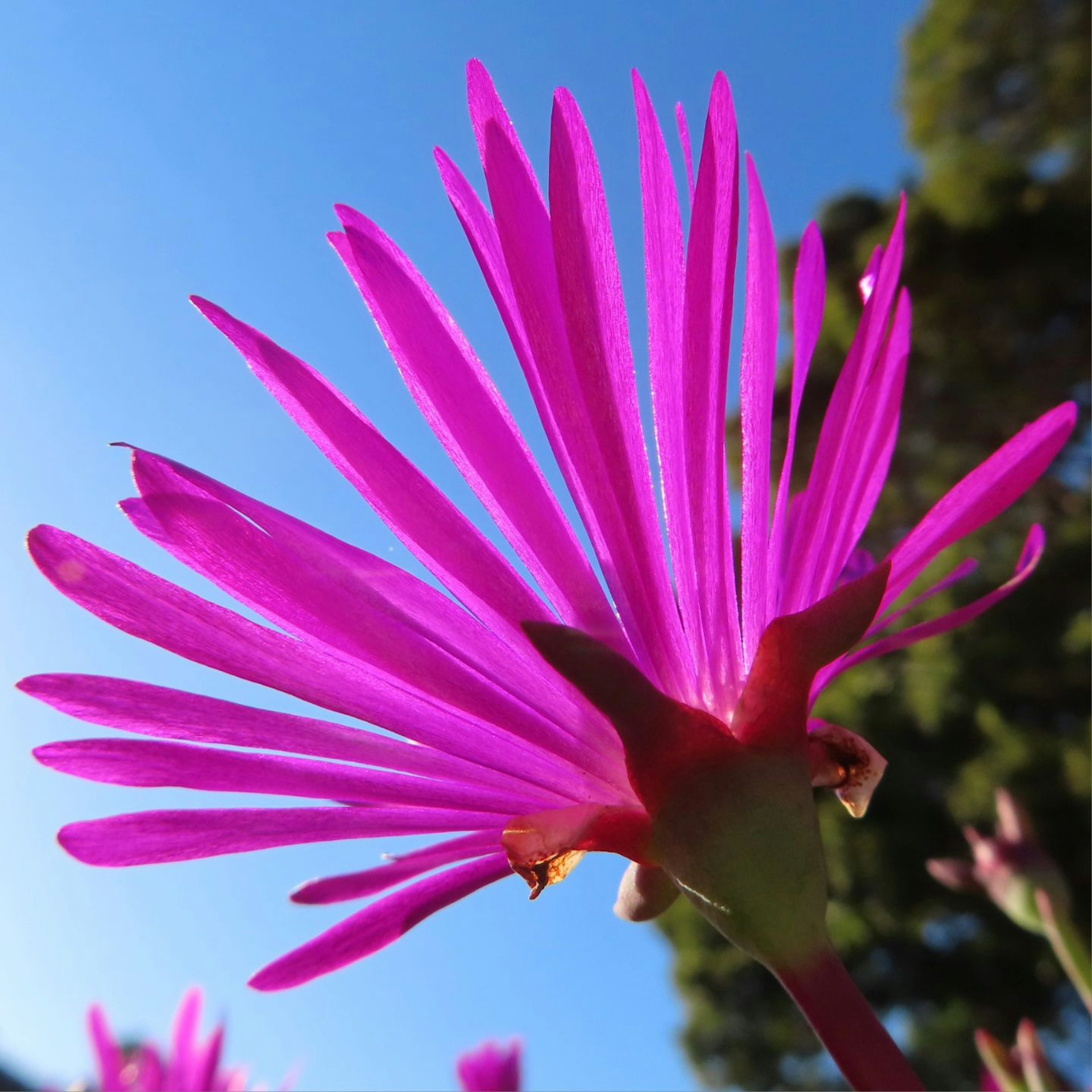 鮮やかなピンクの花弁を持つ多肉植物の花のクローズアップ