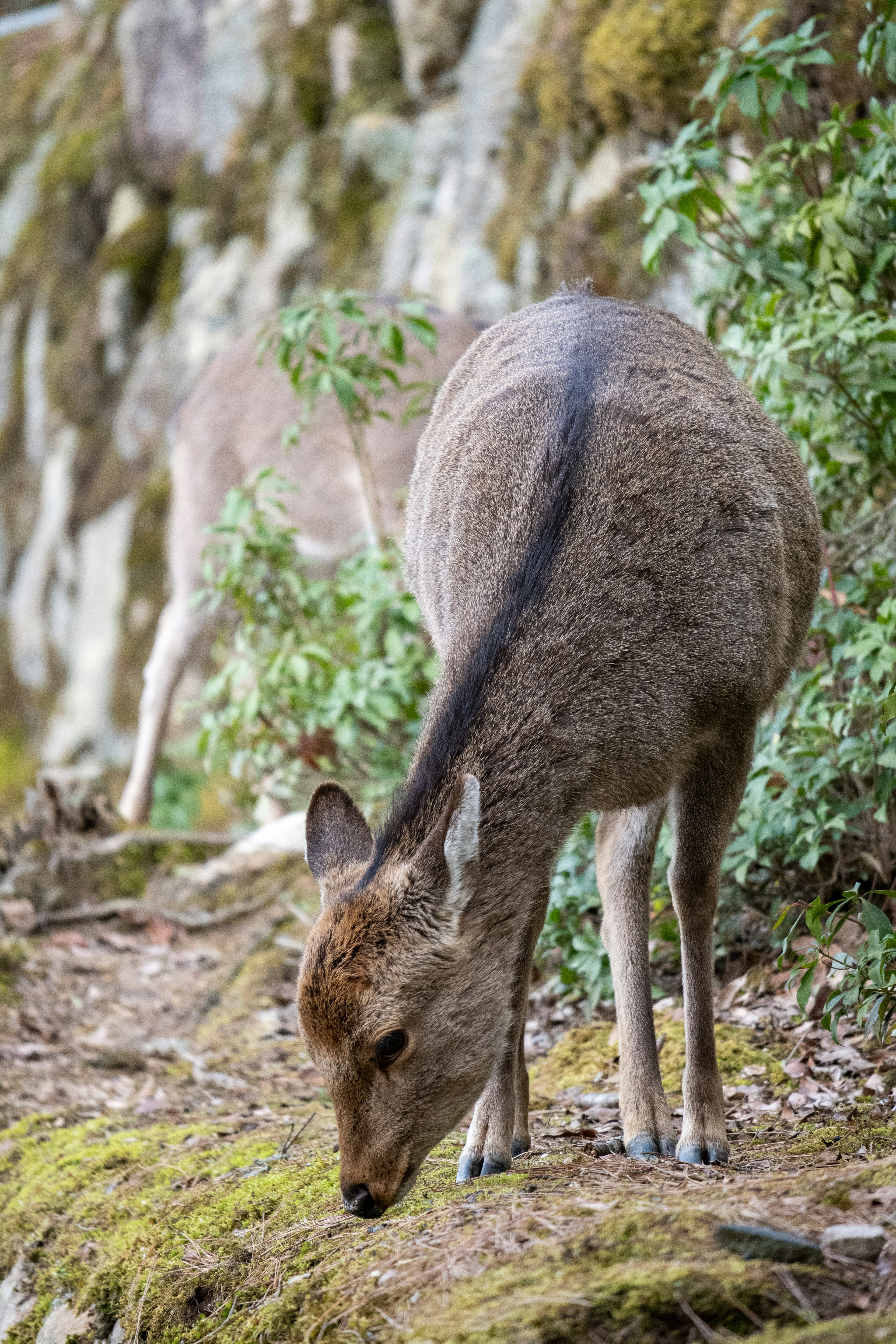 Un ciervo buscando comida en un bosque