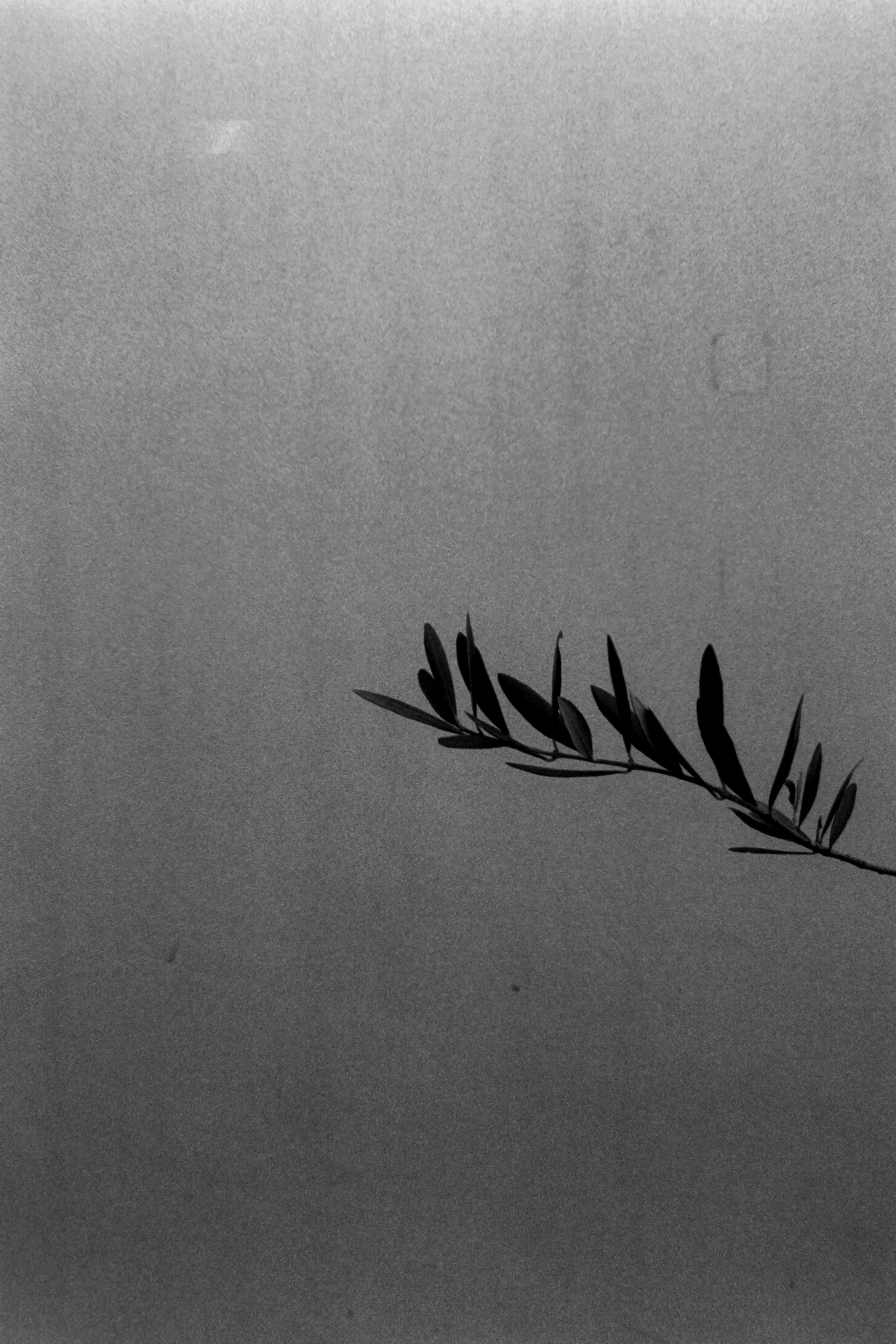 A black leaf branch silhouetted against a muted background