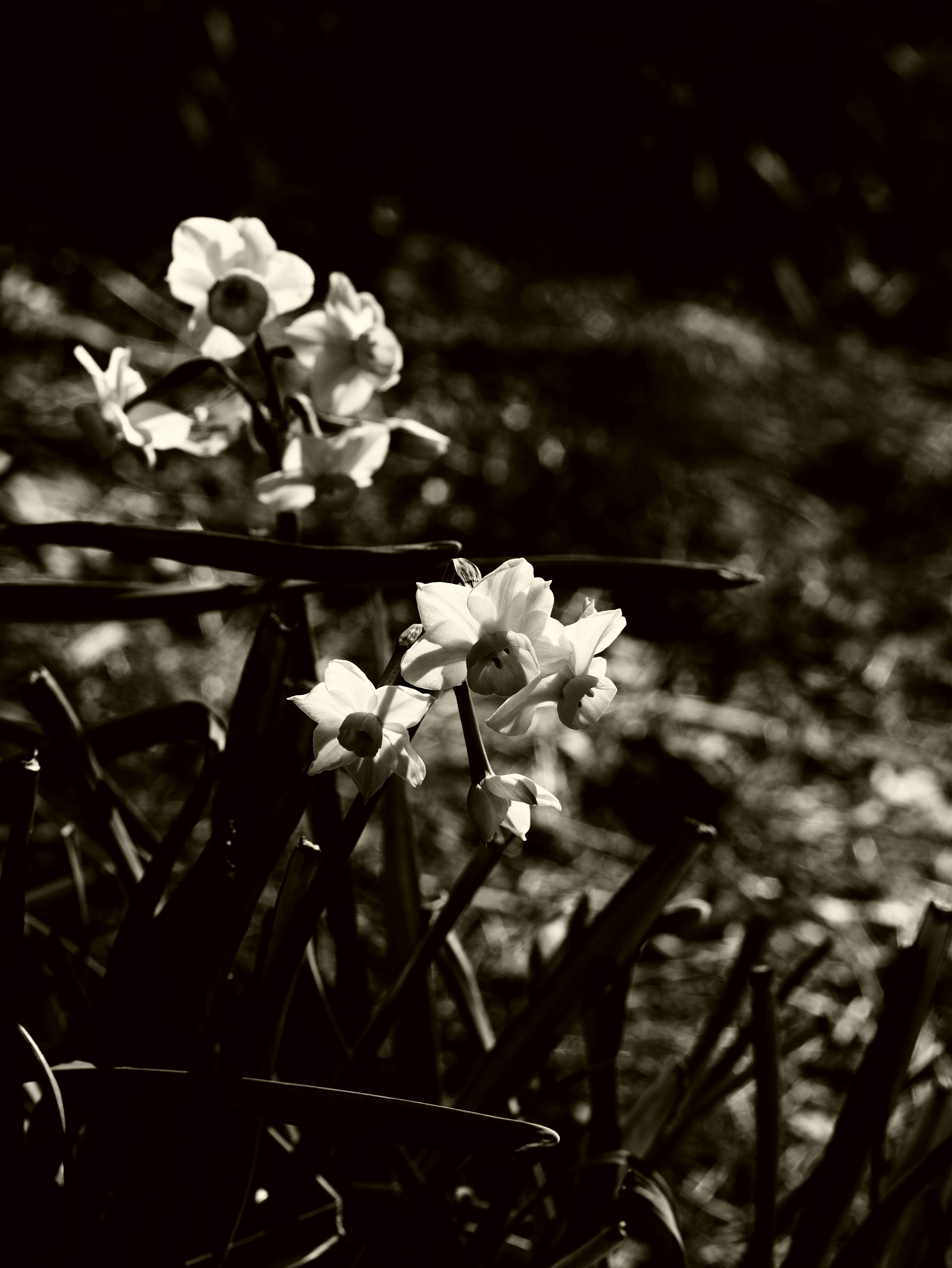 Foto monocromática única de flores blancas sobre fondo oscuro