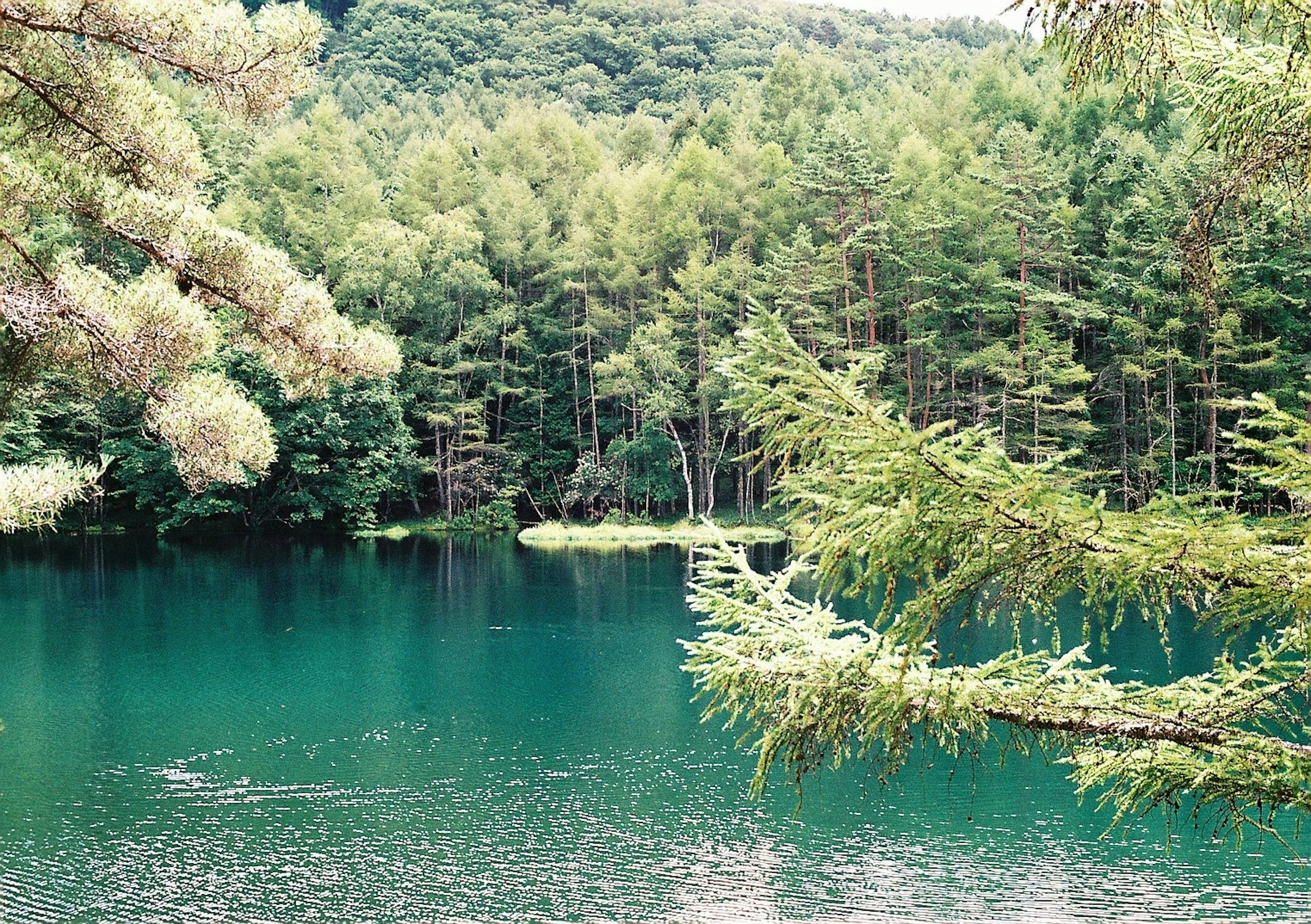 Danau tenang dikelilingi pohon hijau subur