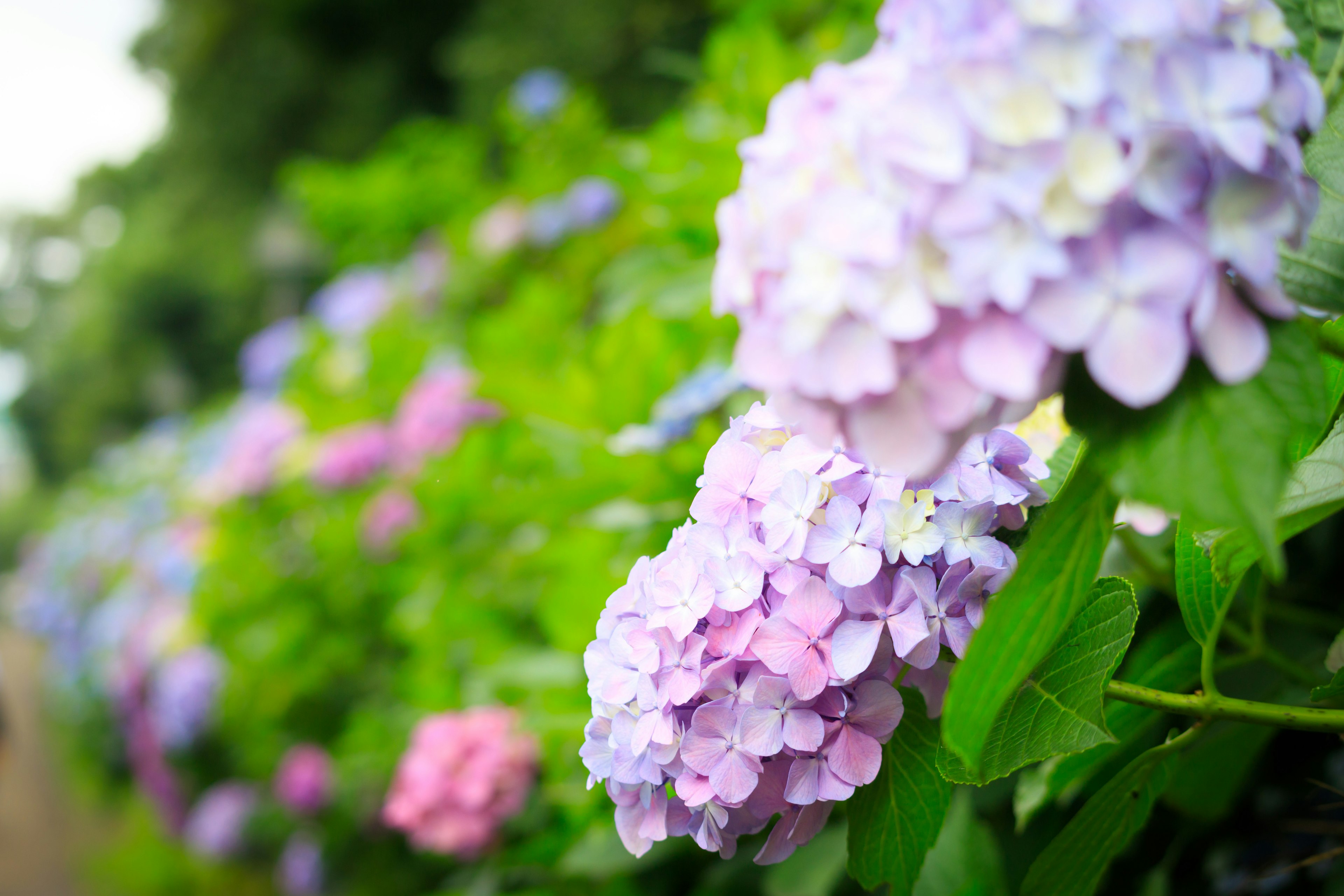 ทิวทัศน์สดใสของดอกไฮเดรนเยียที่เบ่งบานในเฉดสีต่างๆ