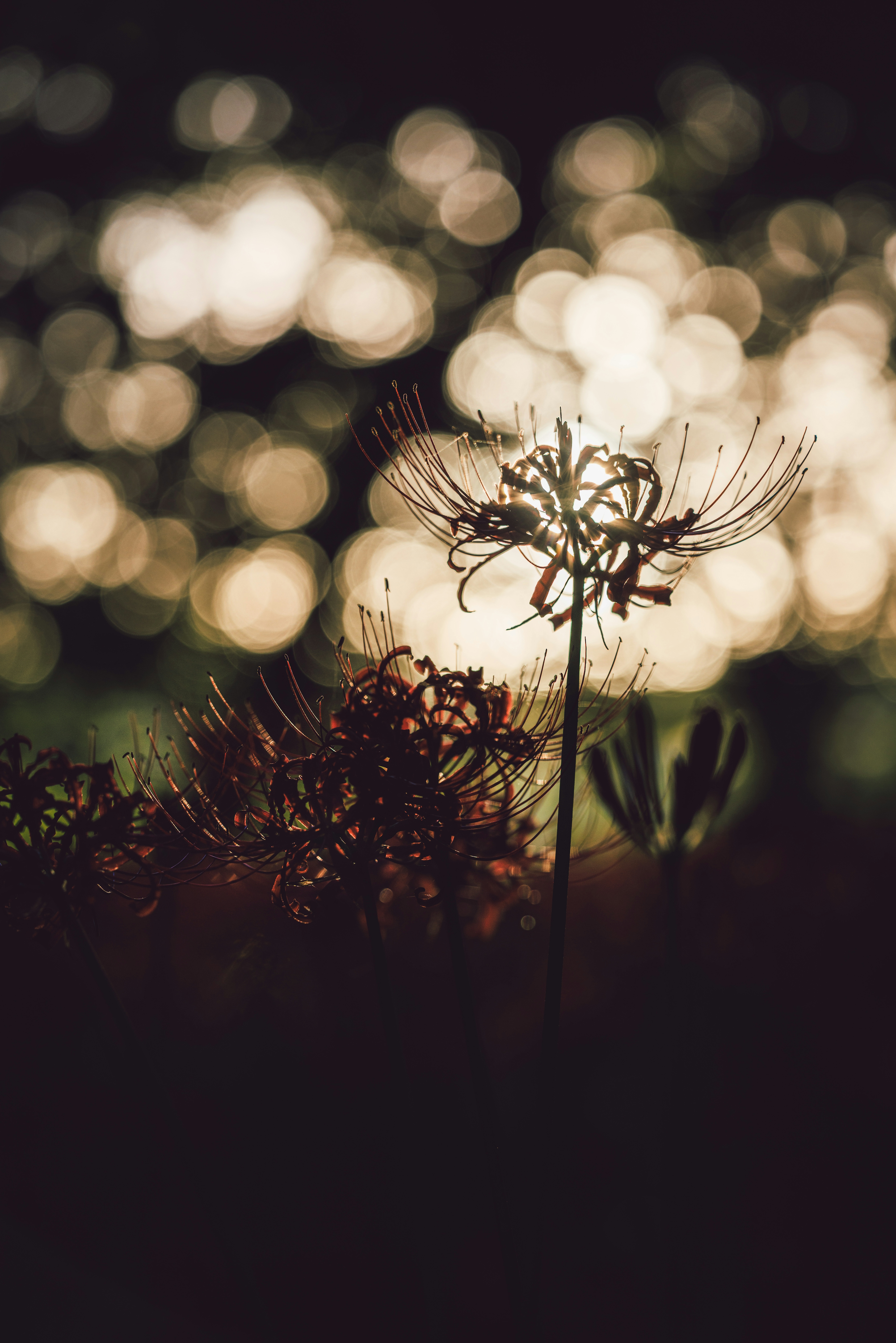 背景にぼやけた光が映える草花のシルエット