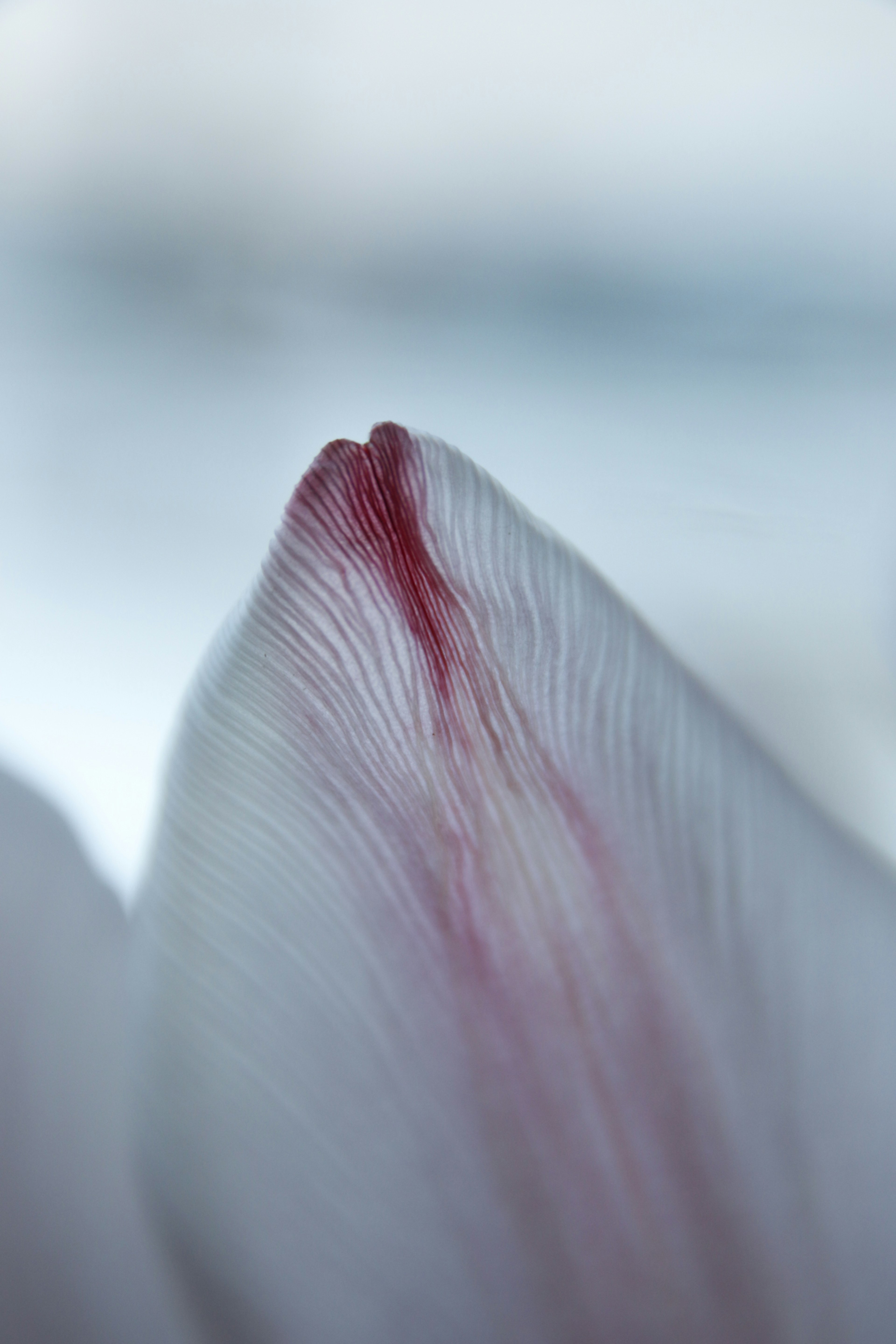 Gros plan d'un pétale de fleur blanc avec une pointe rouge