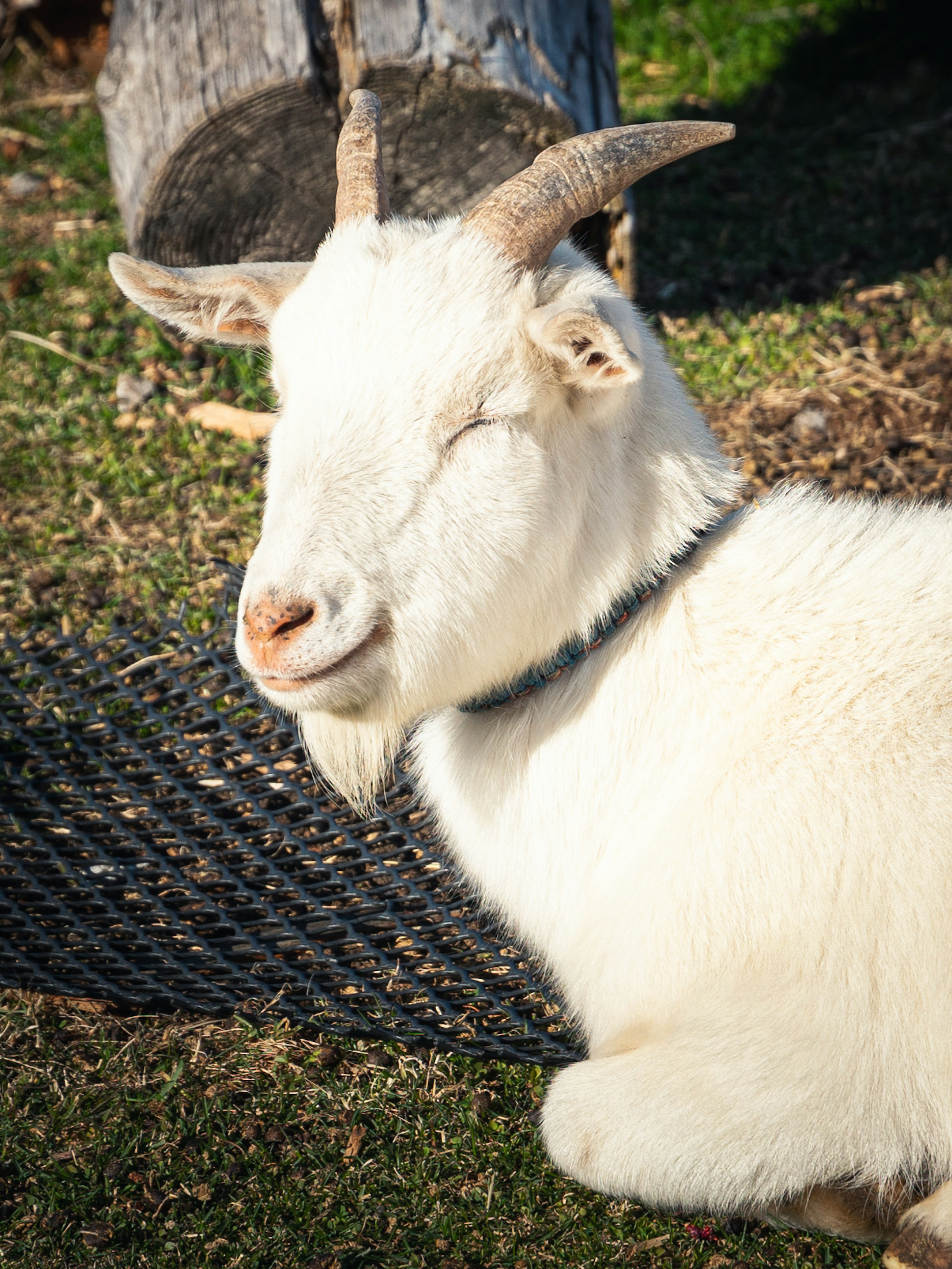 Une chèvre blanche détendue avec les yeux fermés se reposant sur le sol