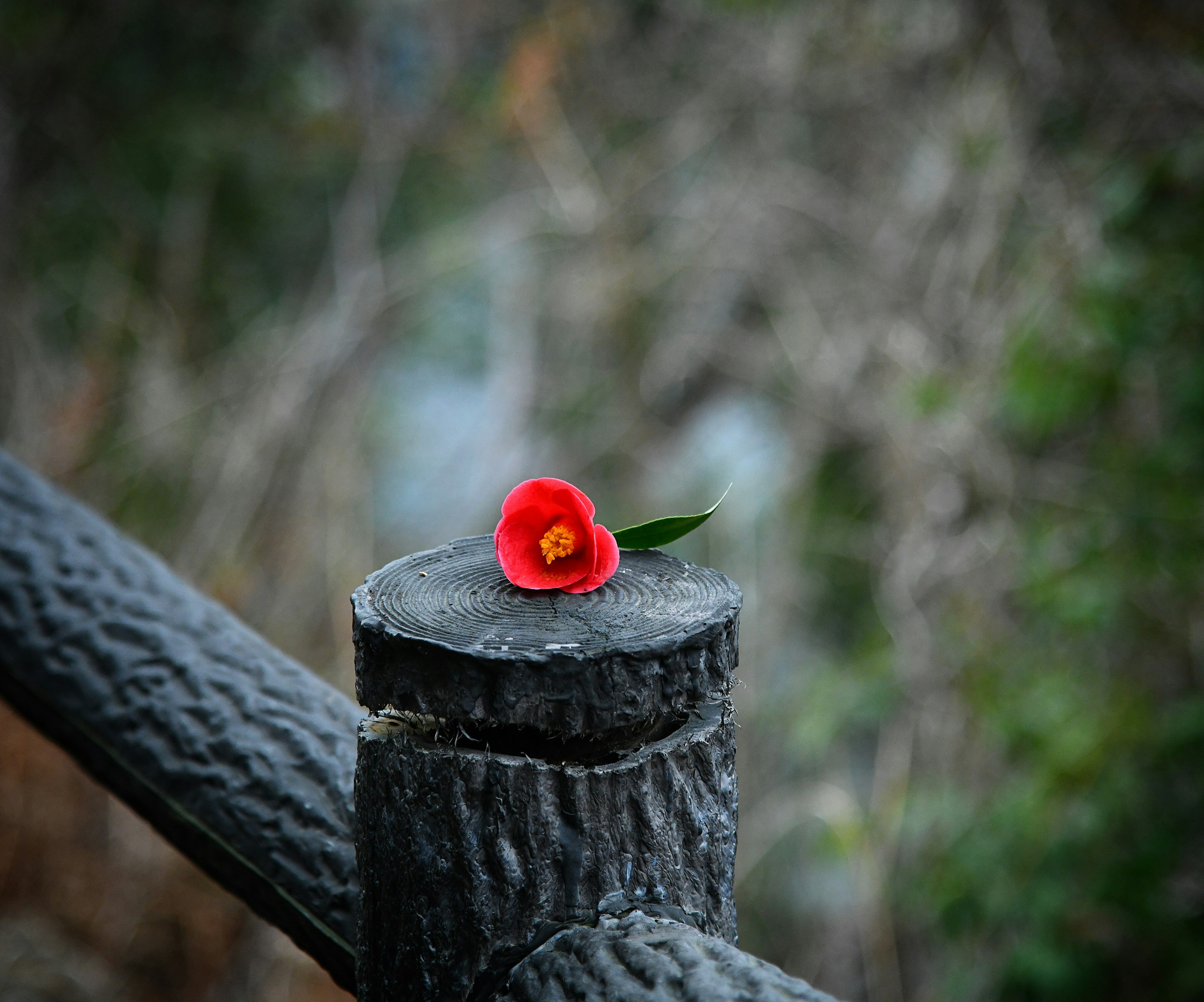 Red flower with green leaf resting on a wooden post