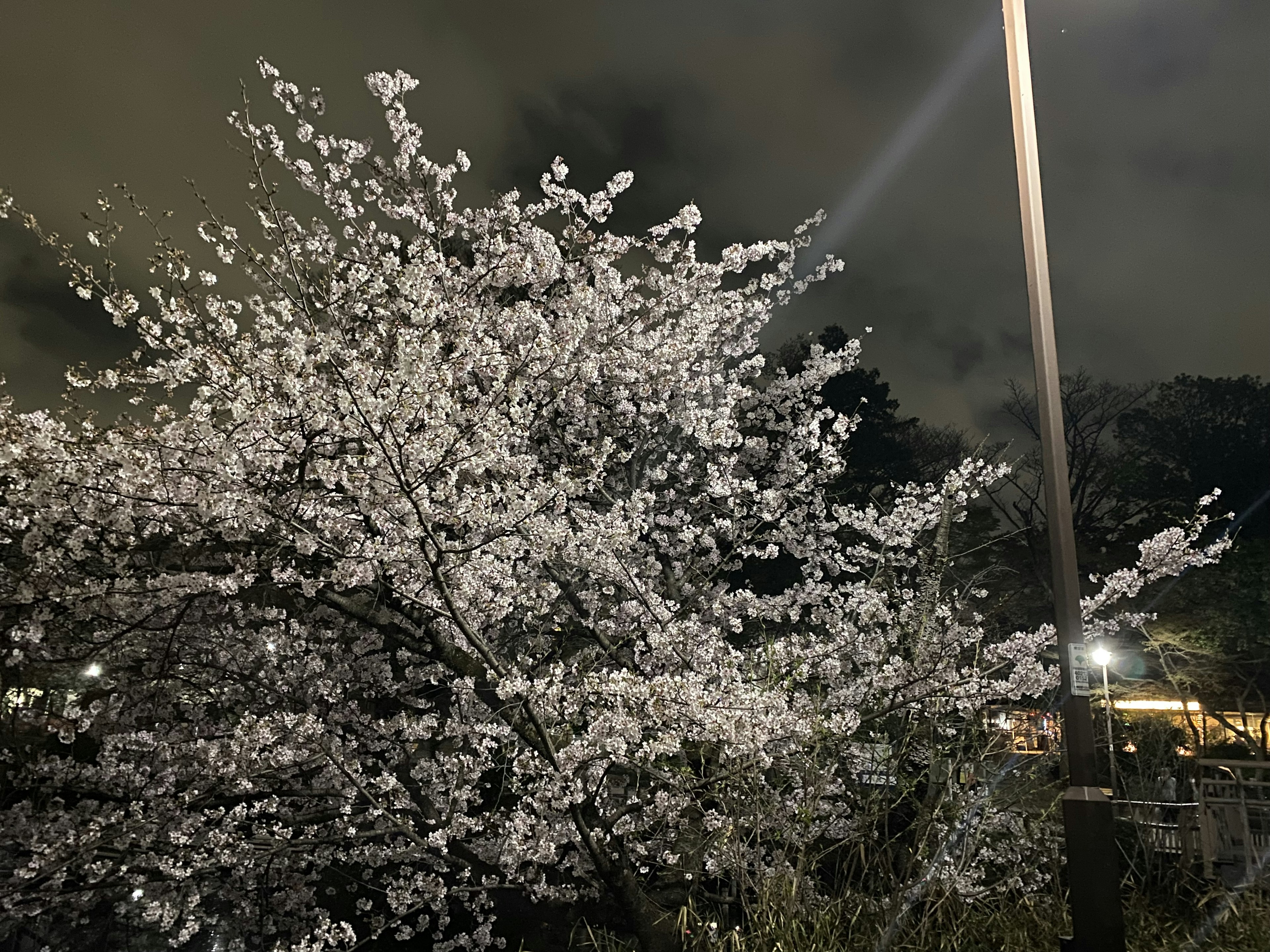 Pohon sakura yang diterangi lampu jalan di malam hari