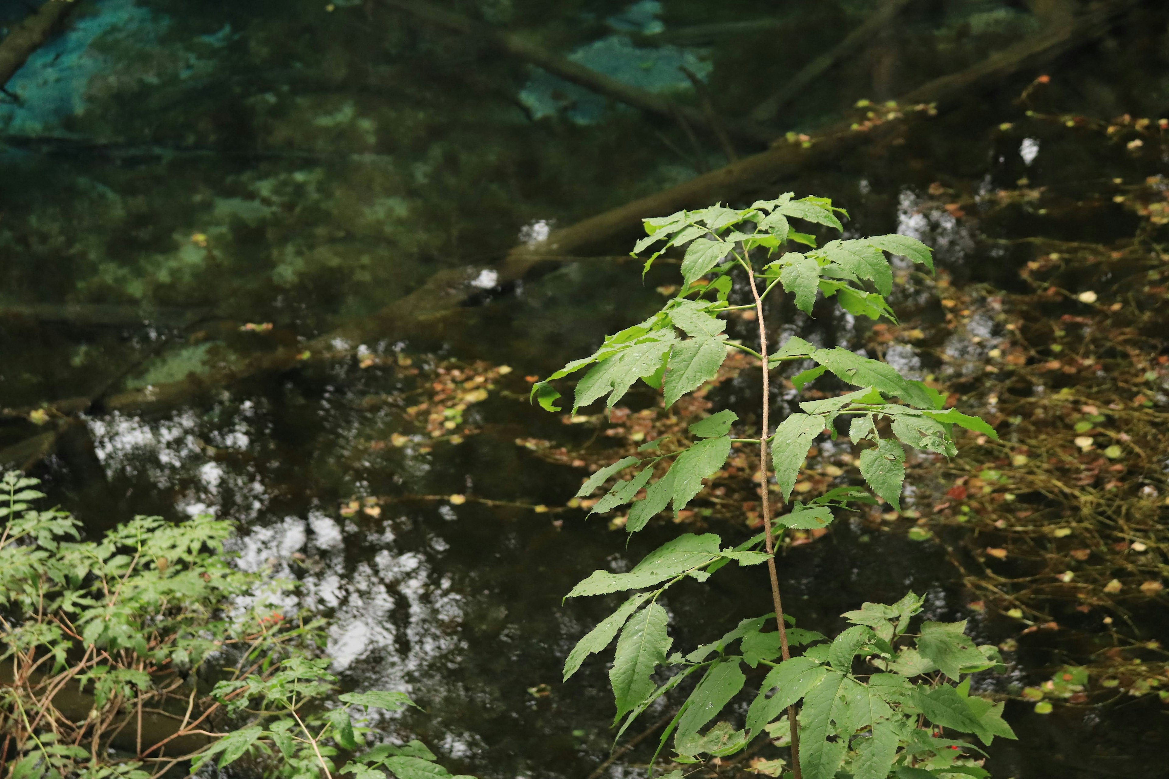 Une surface d'eau sereine reflétant des feuilles et de la verdure environnante