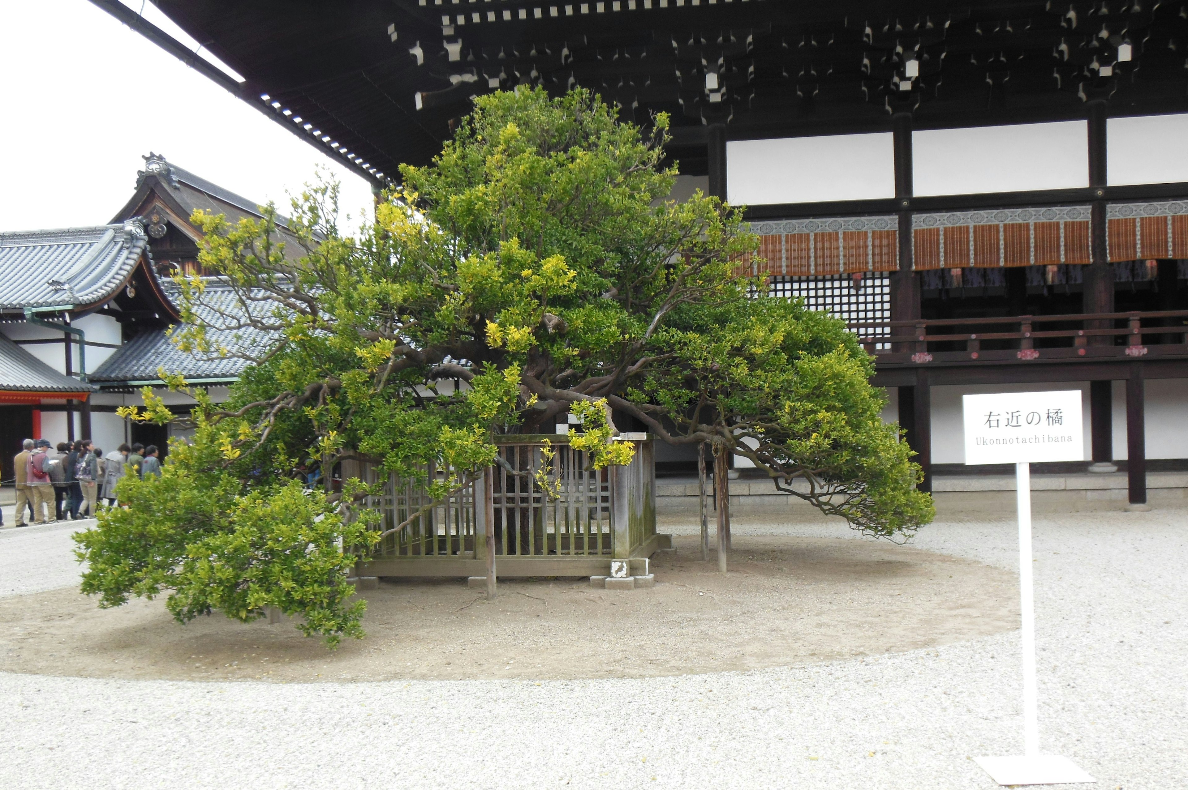 Large tree in a courtyard with gravel surrounding it