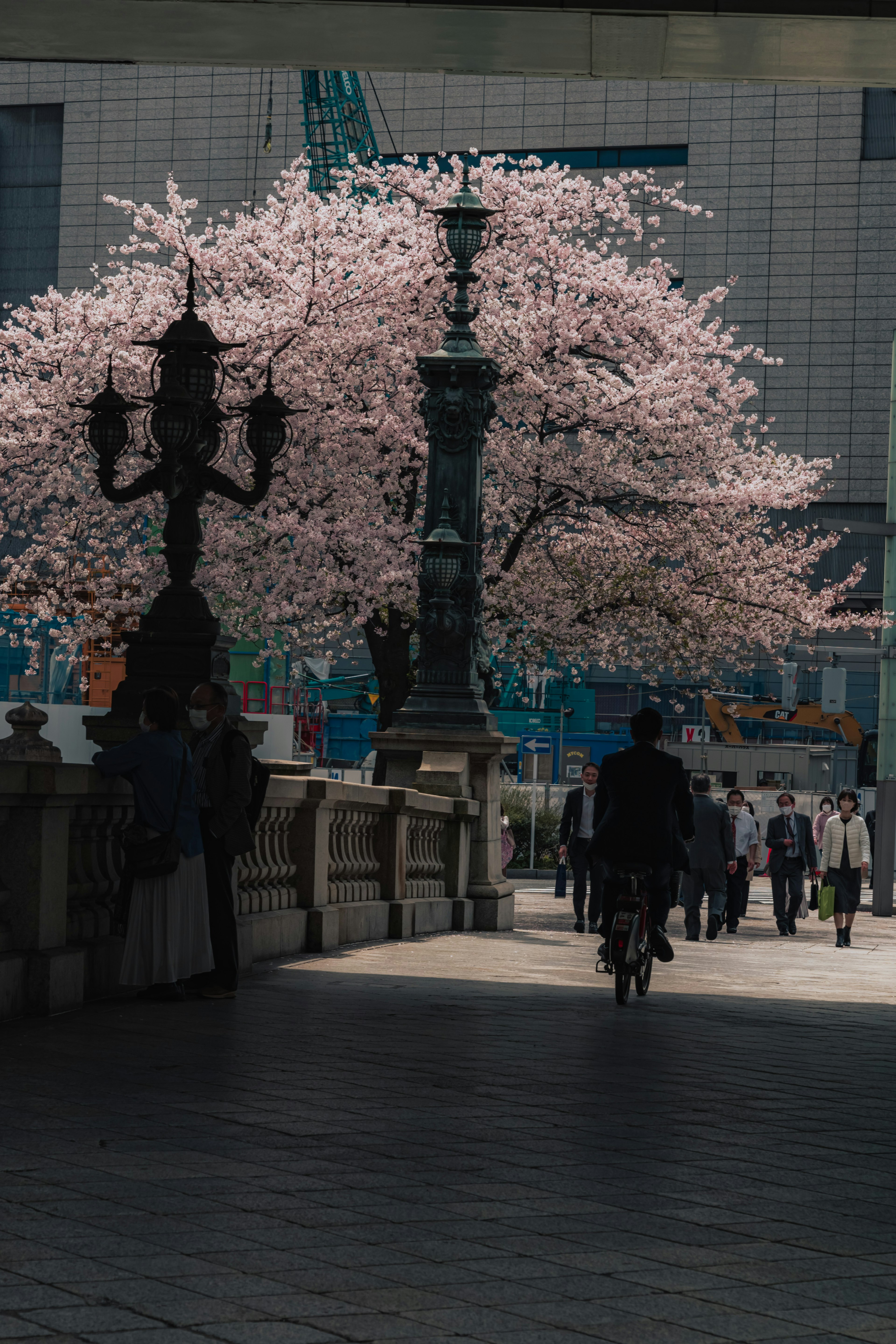 Paesaggio urbano con alberi di ciliegio in fiore un ciclista che passa e lampioni vintage